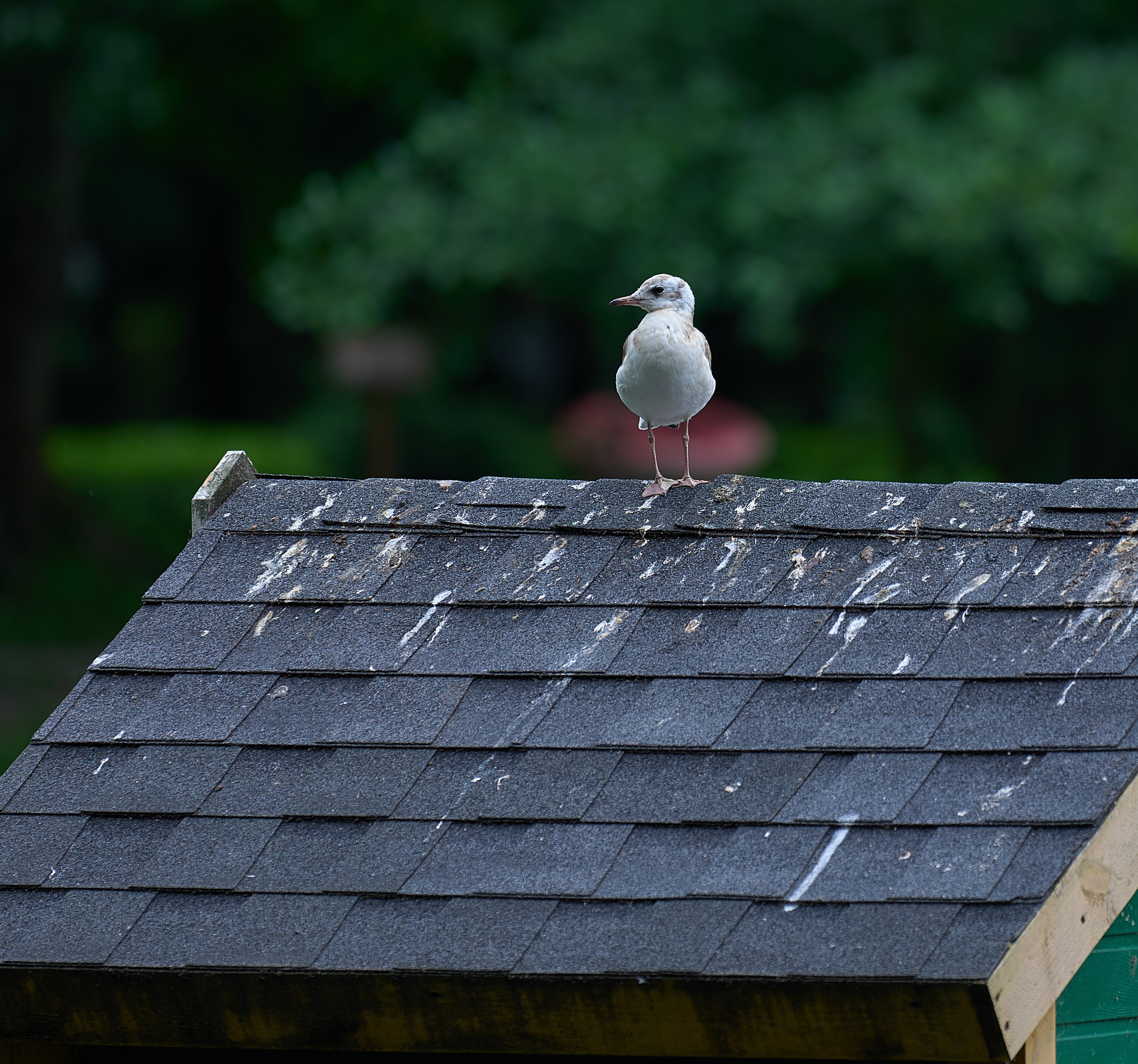 Калининград. Фотограф Михеев Андрей