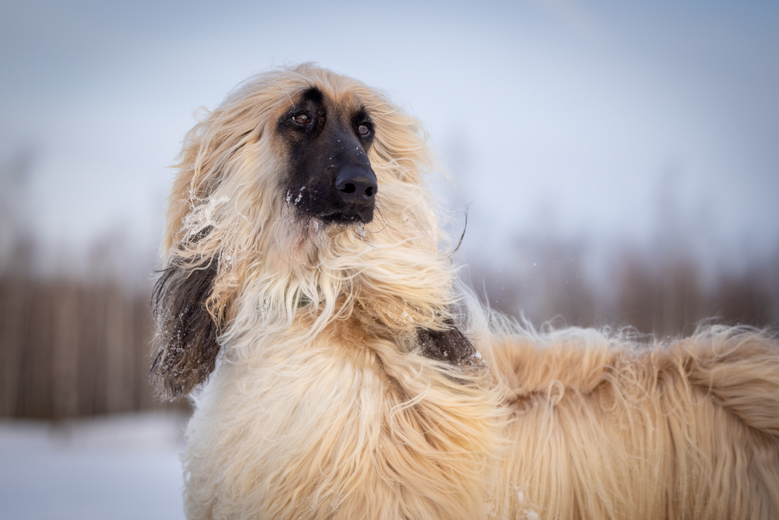 Игры афганов в снегу. Фотограф-анималист Natalia Deingel | Фотосъемка собак в Москве