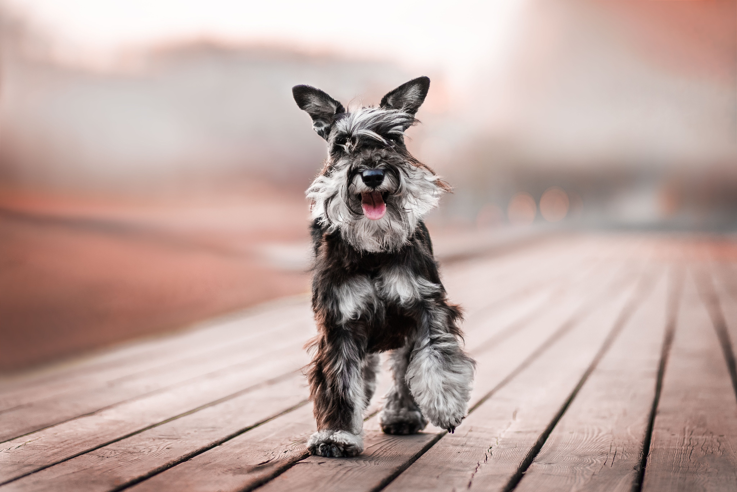 Екатерина и цвергшнауцер Феликс (Москва, 2020). Анна Пушина, фотограф, Москва, Королев, Пушкино