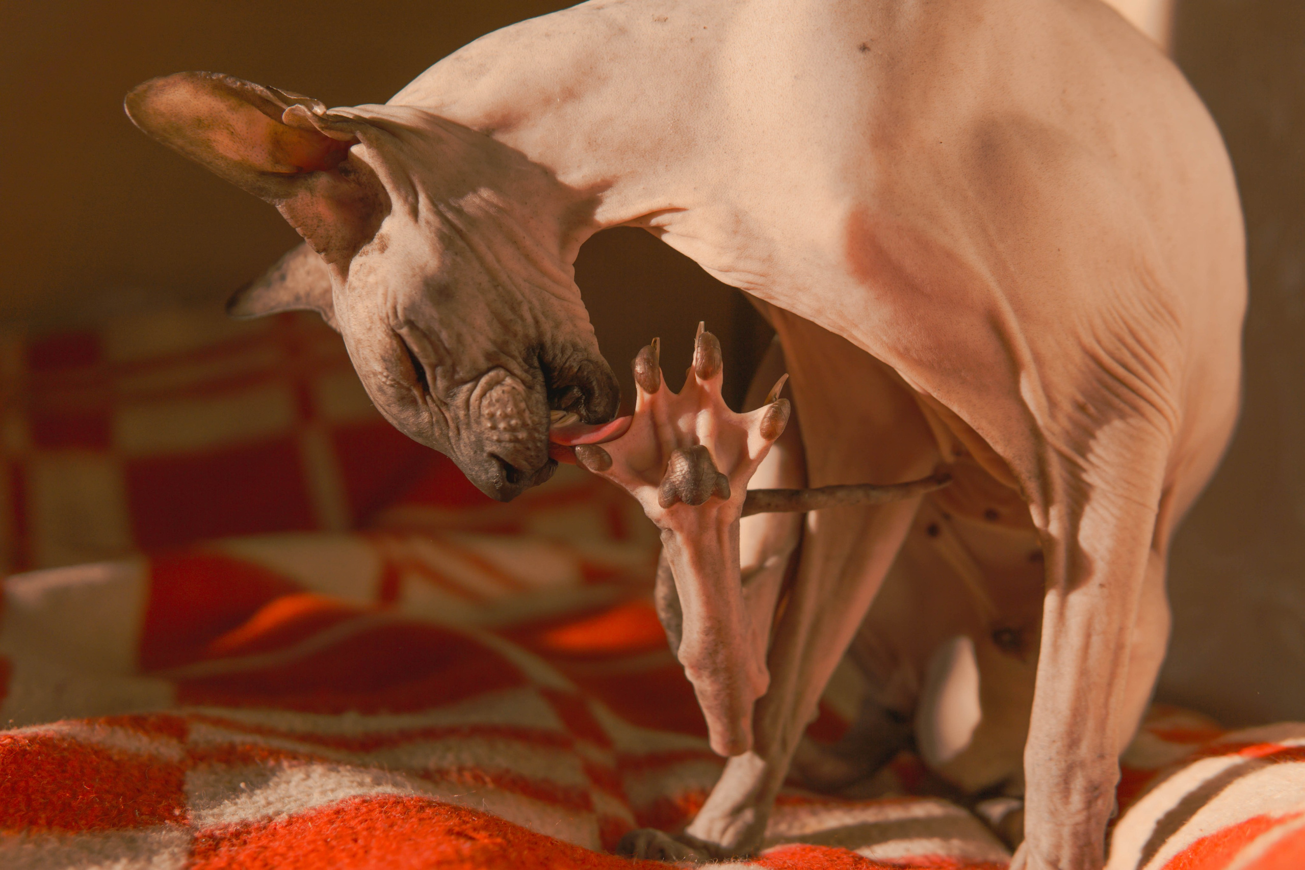Бандит. Фотограф-анималист Ксения Воробьева, Москва
