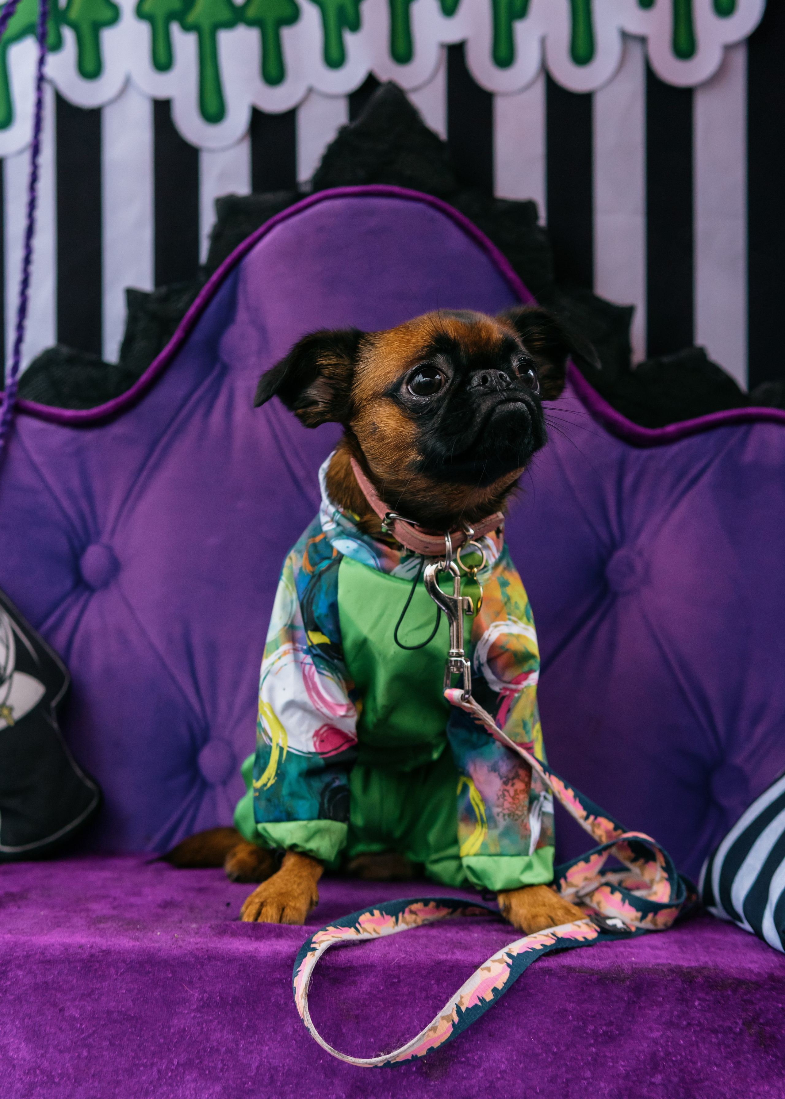 Тематическая встреча породников «Griffween». Фотограф-анималист Ксения Воробьева, Москва