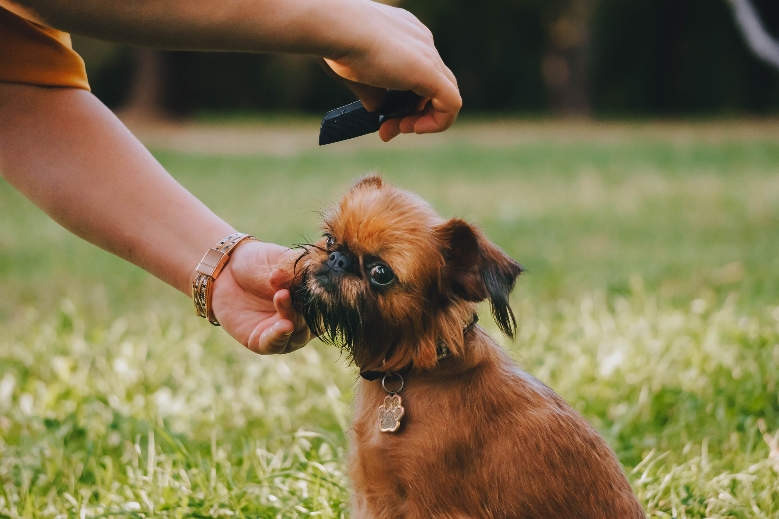 Мини-туса гриффоны и брабансоны. Фотограф-анималист Ксения Воробьева, Москва