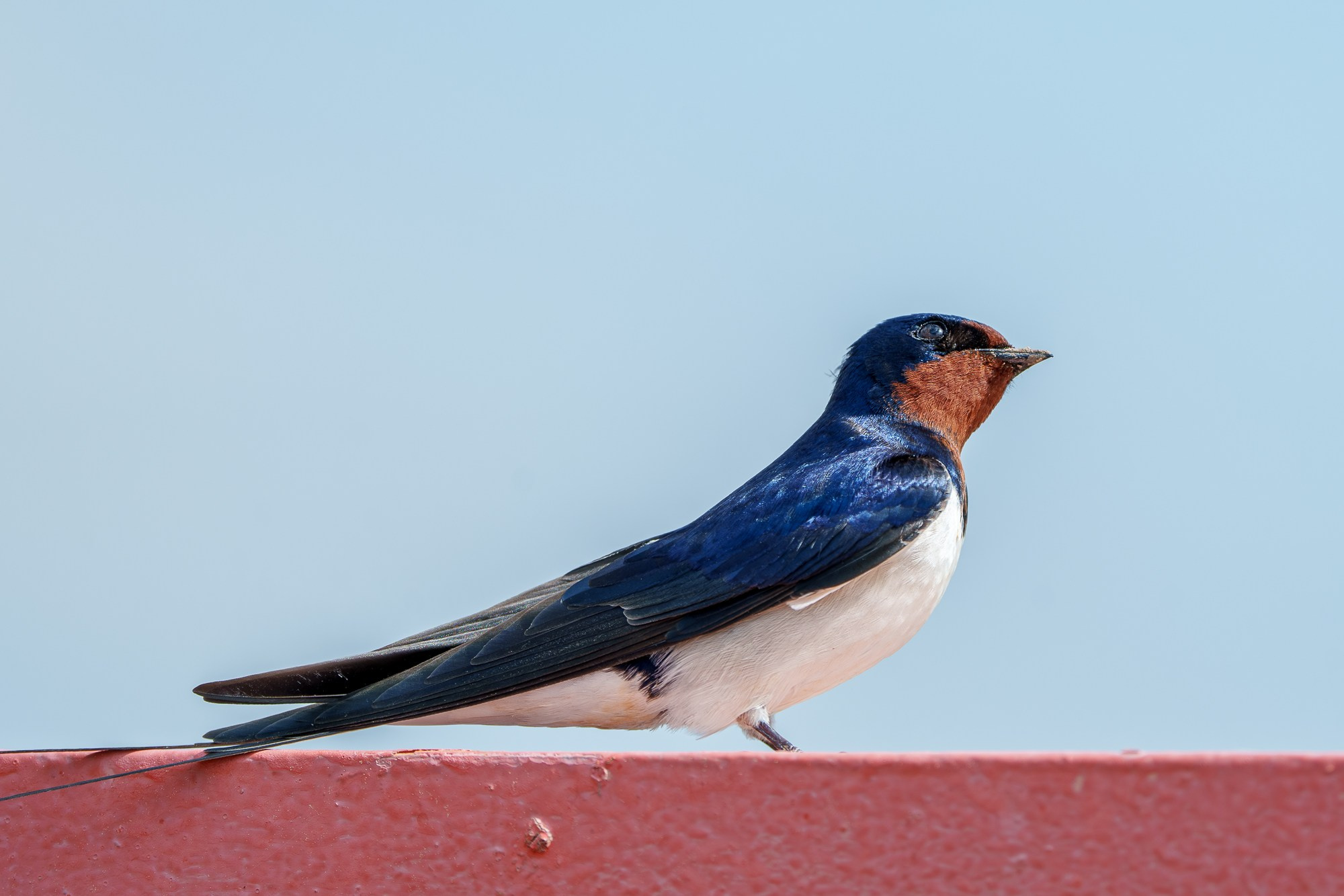 Удивительные мир птиц. Вокруг нас столько прекрасного — присмотритесь!. Ваш личный фотограф Марина Волкова