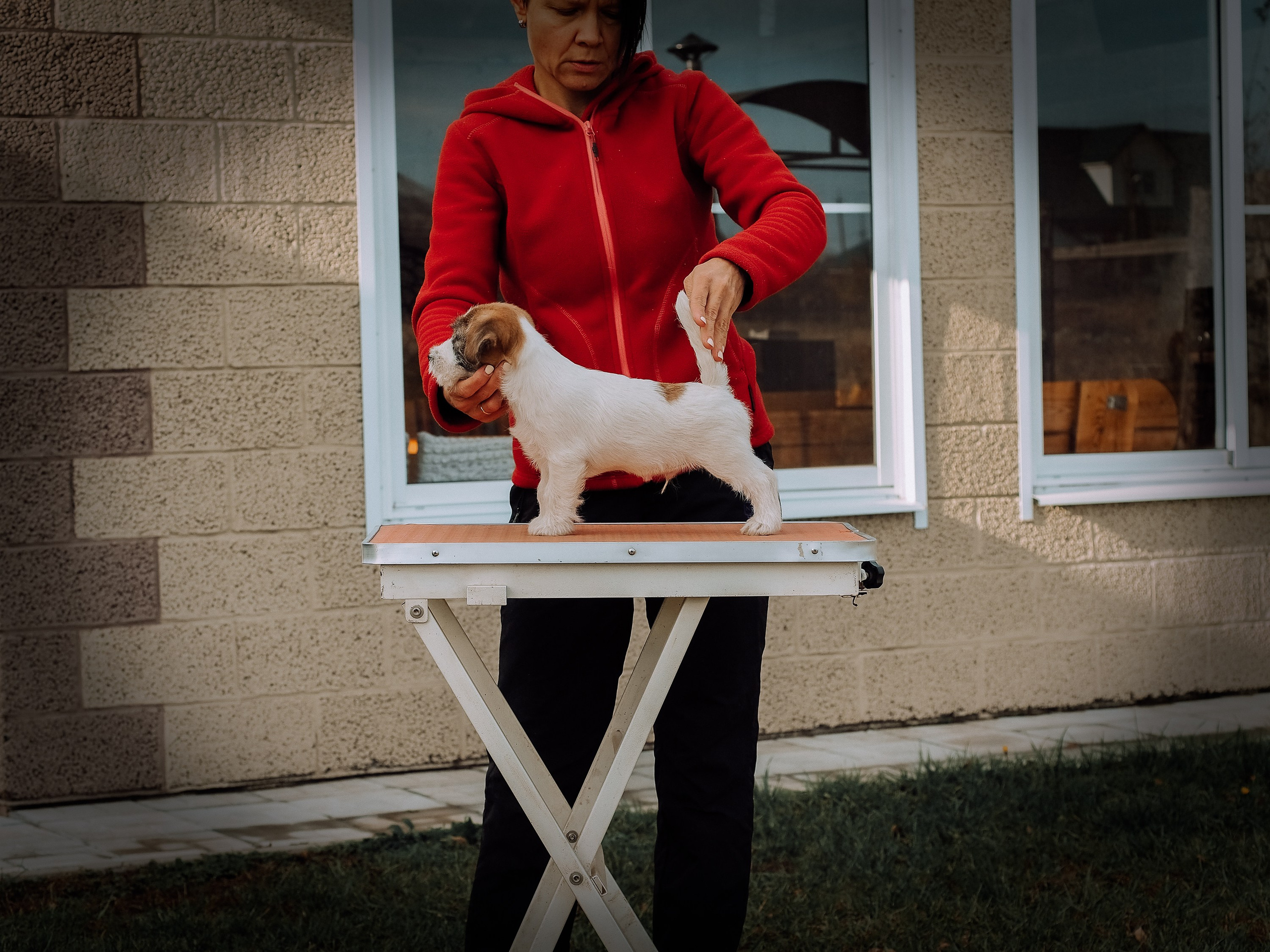 Щенок кобель ДРТ. КАНЕ МАЭСТРО — питомник Джек рассел терьеров