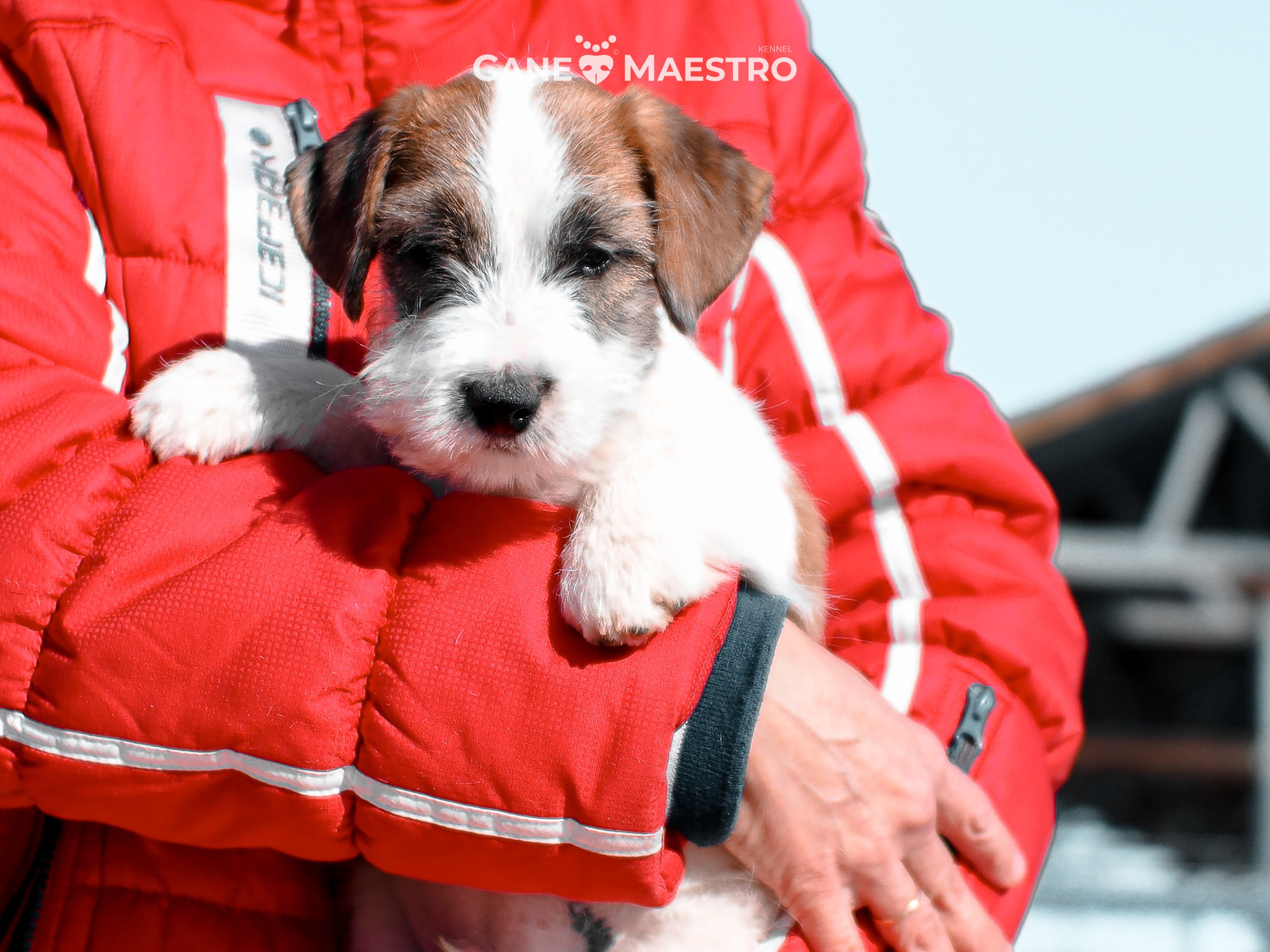 КОБ_ЛИСА_05_01_26. CANE MAESTRO — kennel Jack Russell Terrier