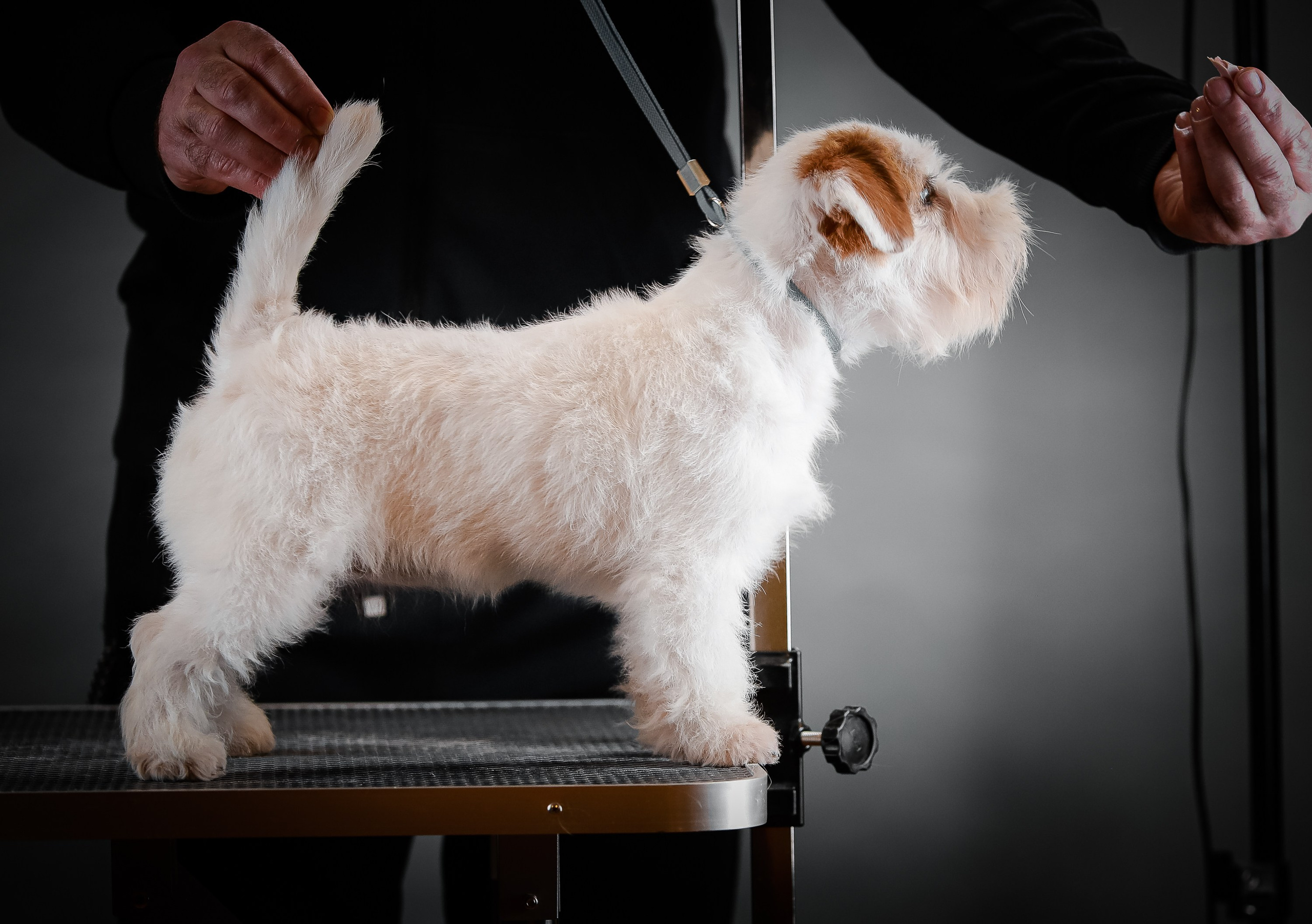 Бело-рыжая девочка джек рассел терьер.Продажа щенков Джек рассел терьер. КАНЕ МАЭСТРО — питомник Джек рассел терьеров