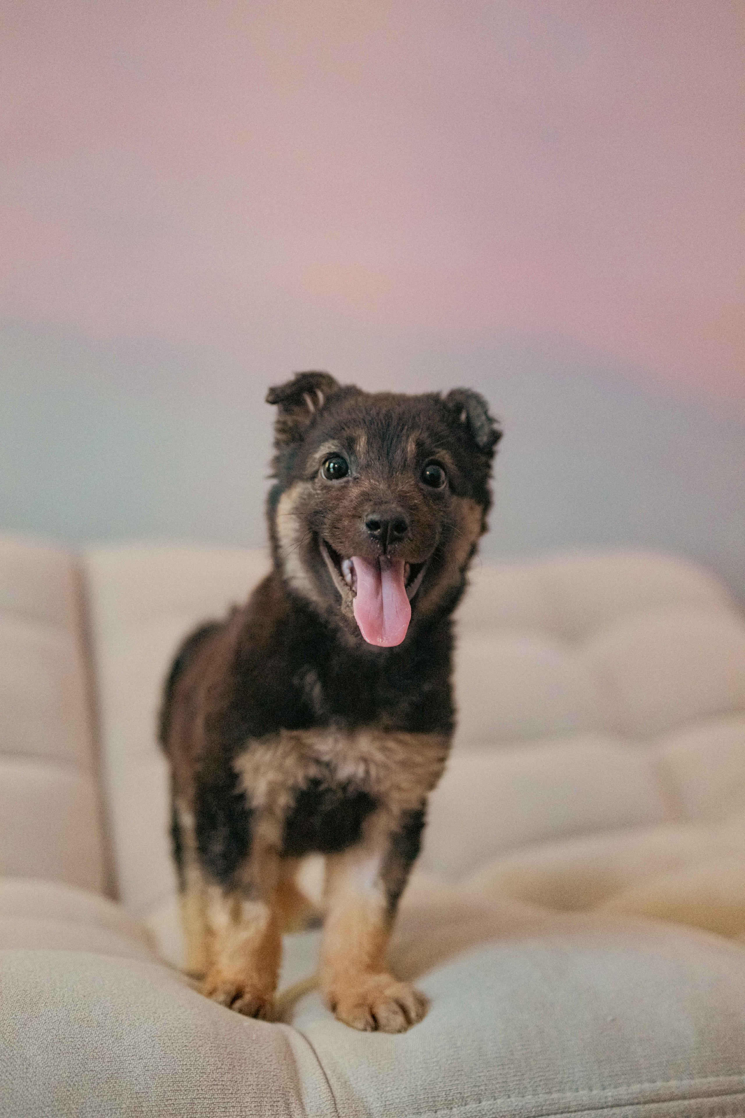 Пеппа. Фотограф-анималист в Москве Лера Черноног