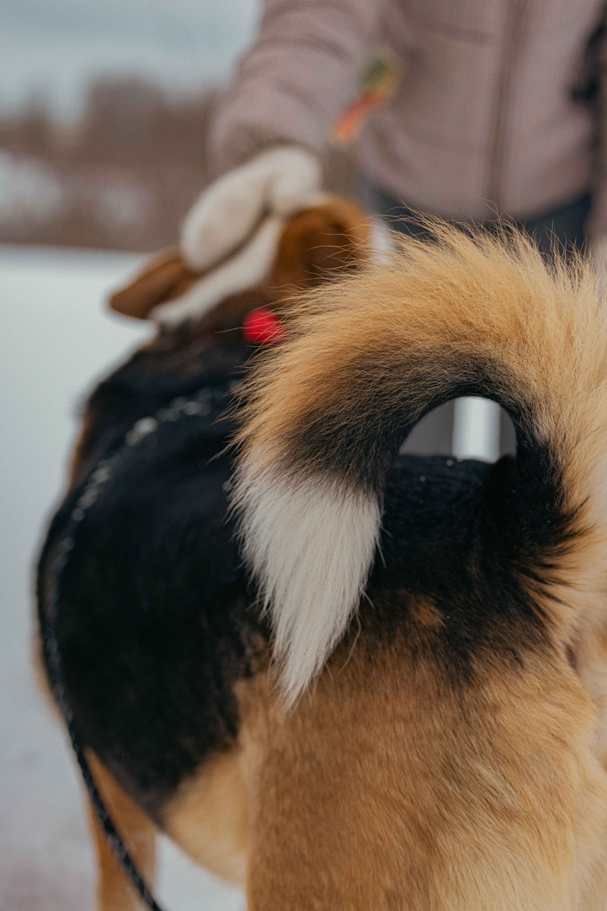 Петя. Фотограф-анималист в Москве Лера Черноног
