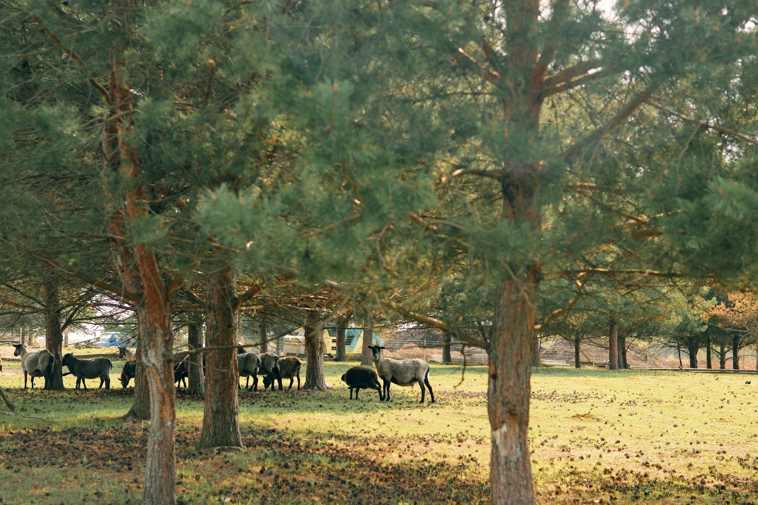 Бутик-отель Поле летом. Профессиональный Фотограф во Владимире, в Москве и в Суздале — Полина Романычева
