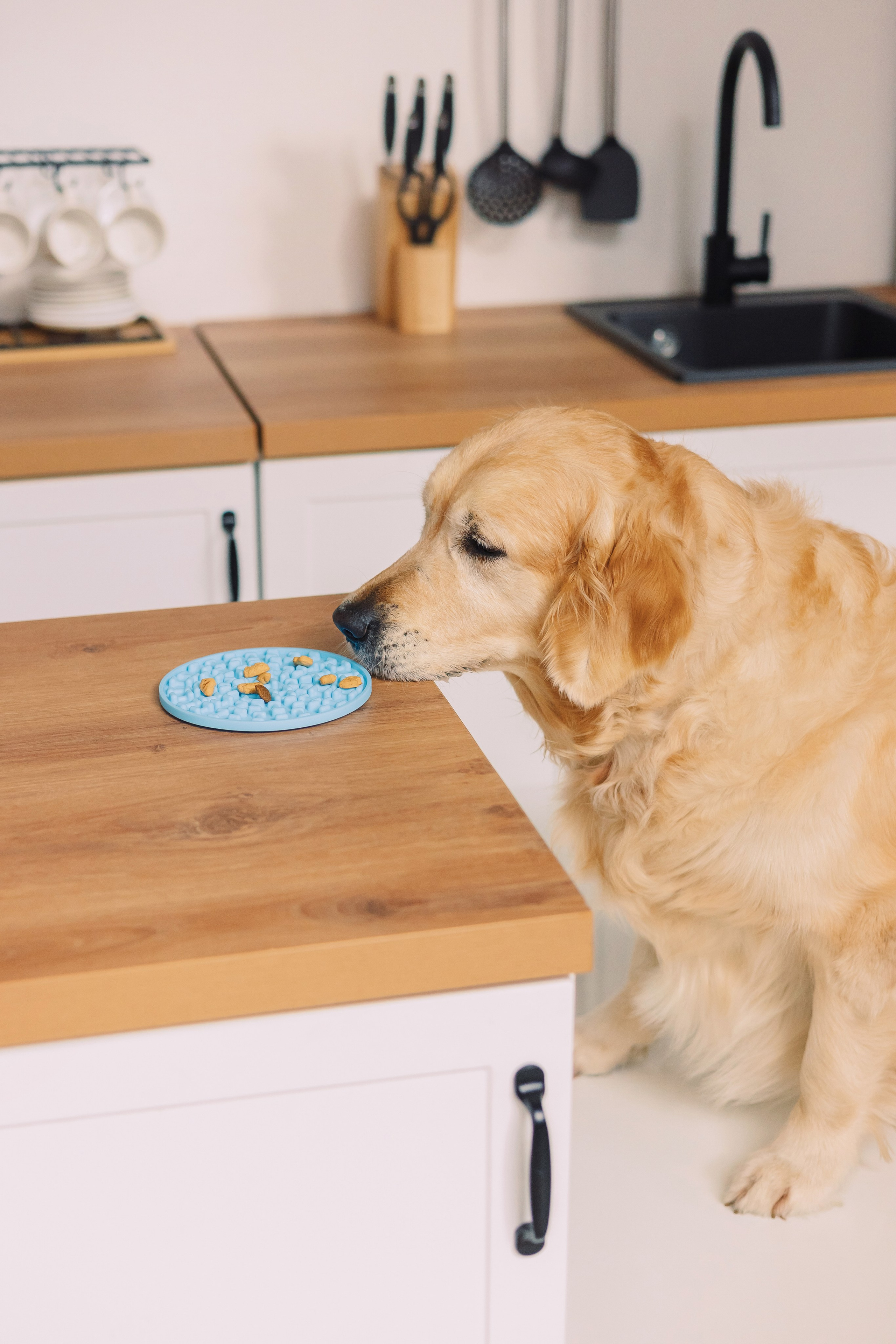 Магазин Friend of mine. Фотограф-анималист Елена Радченко, Москва