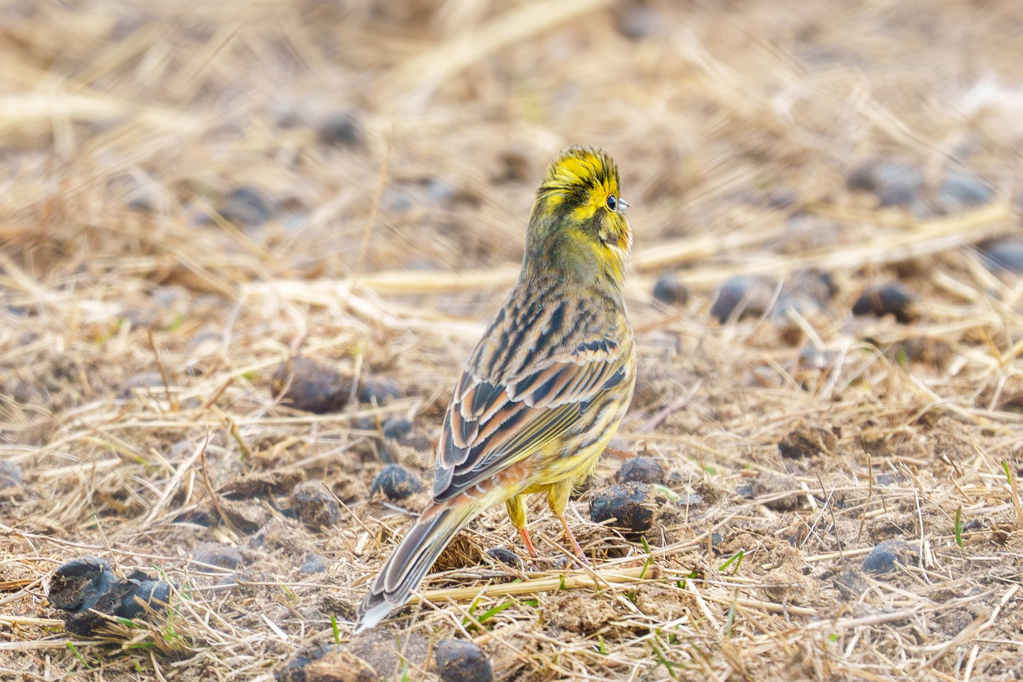 Удивительные мир птиц. Вокруг нас столько прекрасного — присмотритесь!. Ваш личный фотограф Марина Волкова