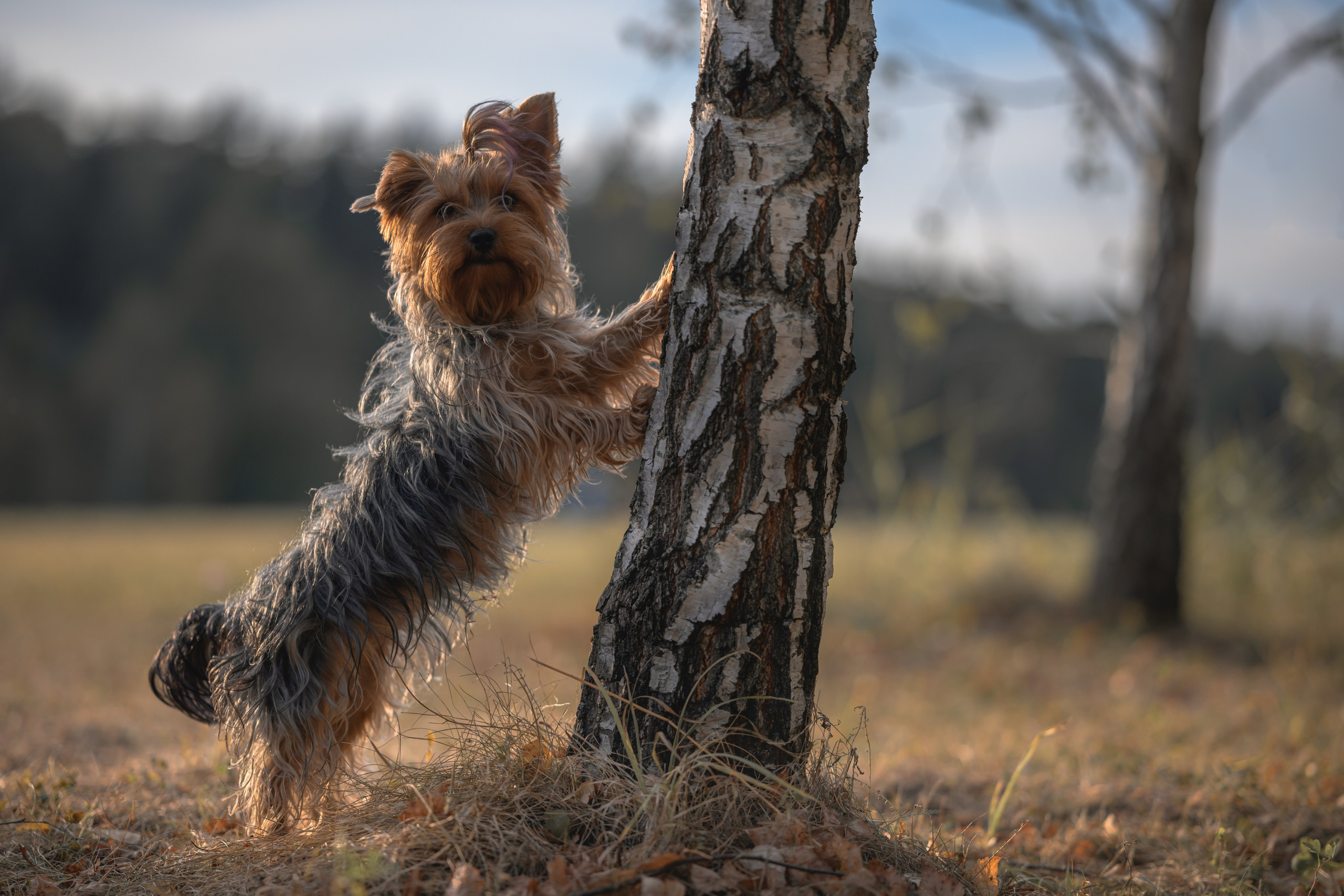 Прогулка в Мещерском парке. Фотограф Анималист в Москве Анастасия Жучкова