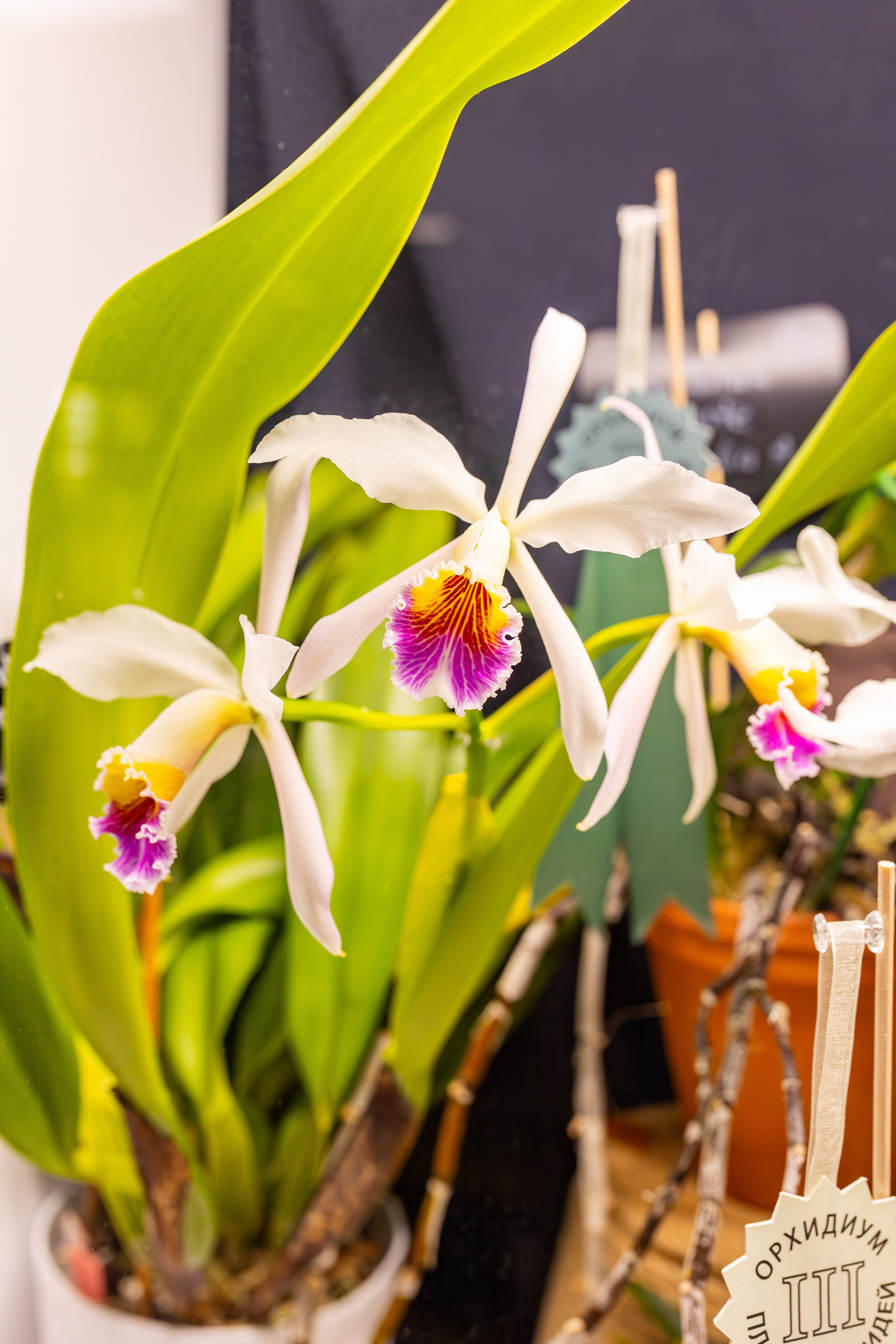 Орхидиум сентябрь 2025. Александра Куликова фотограф, Москва