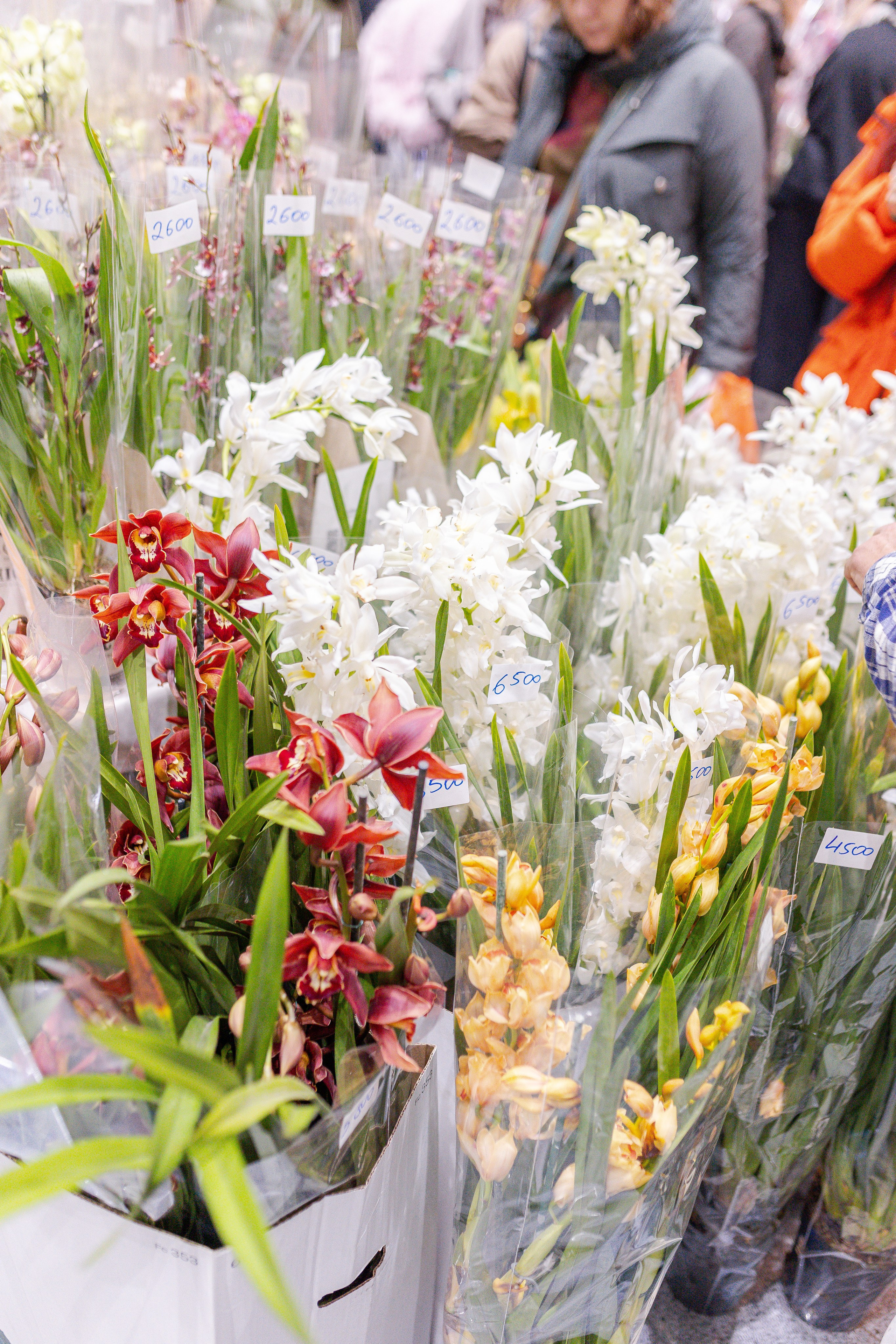 Орхидиум 12.2025. Александра Куликова фотограф, Москва