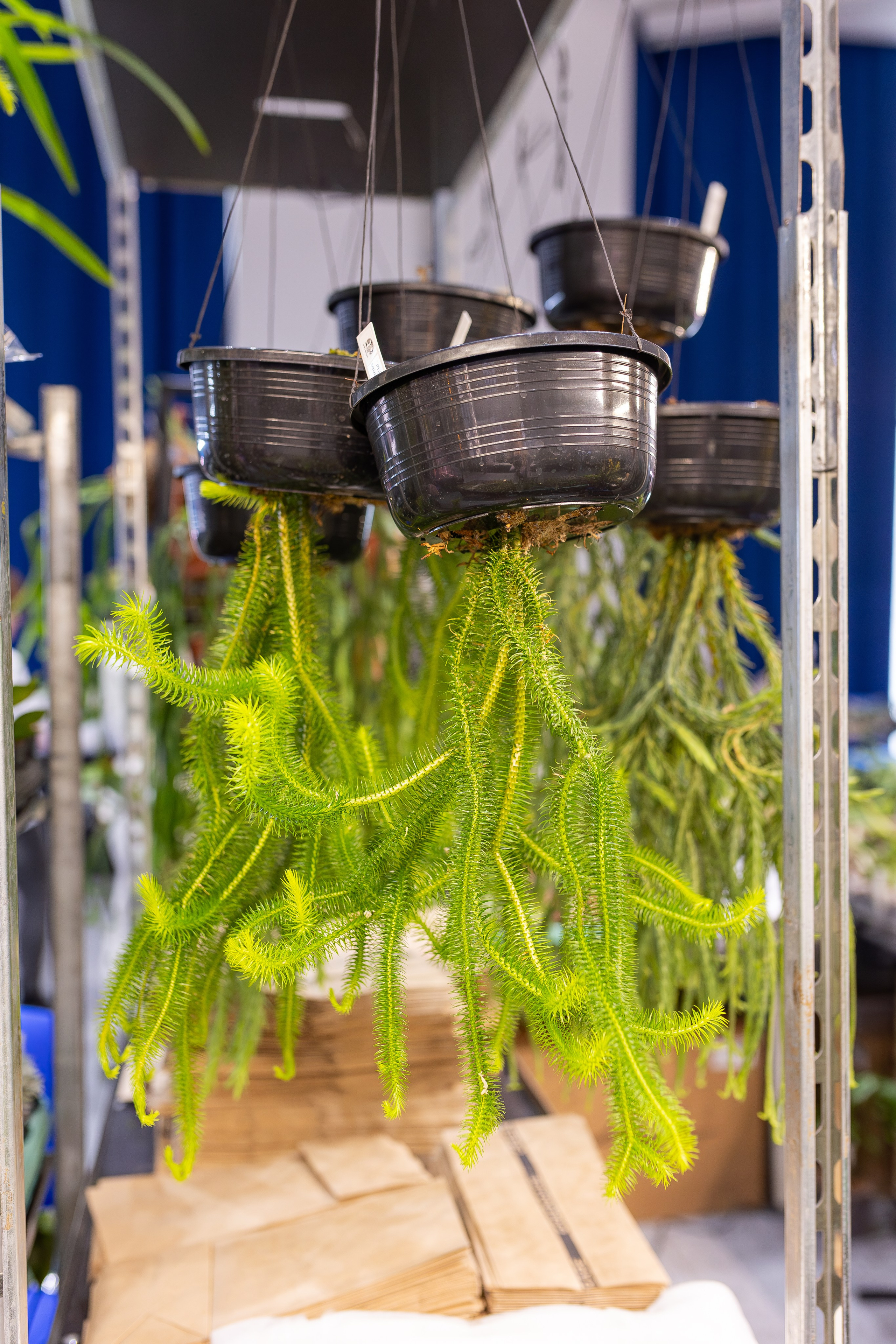 Монстериум апрель 2026. Александра Куликова фотограф, Москва