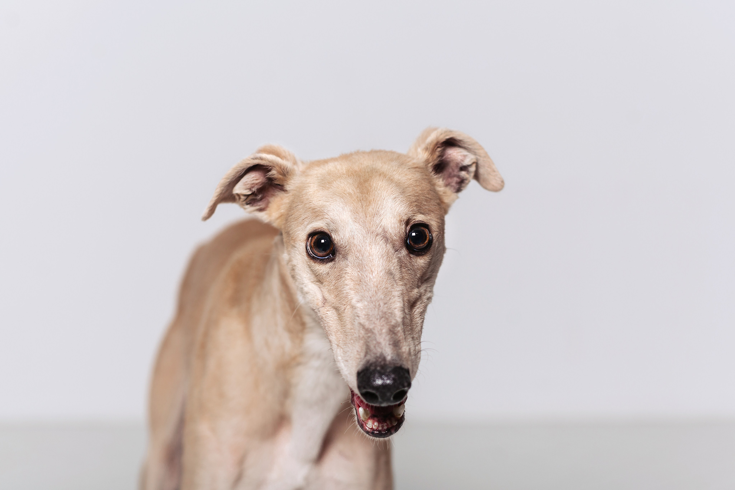 Студийная съемка 2 собак 2024. Фотограф-анималист Татьяна Степанова