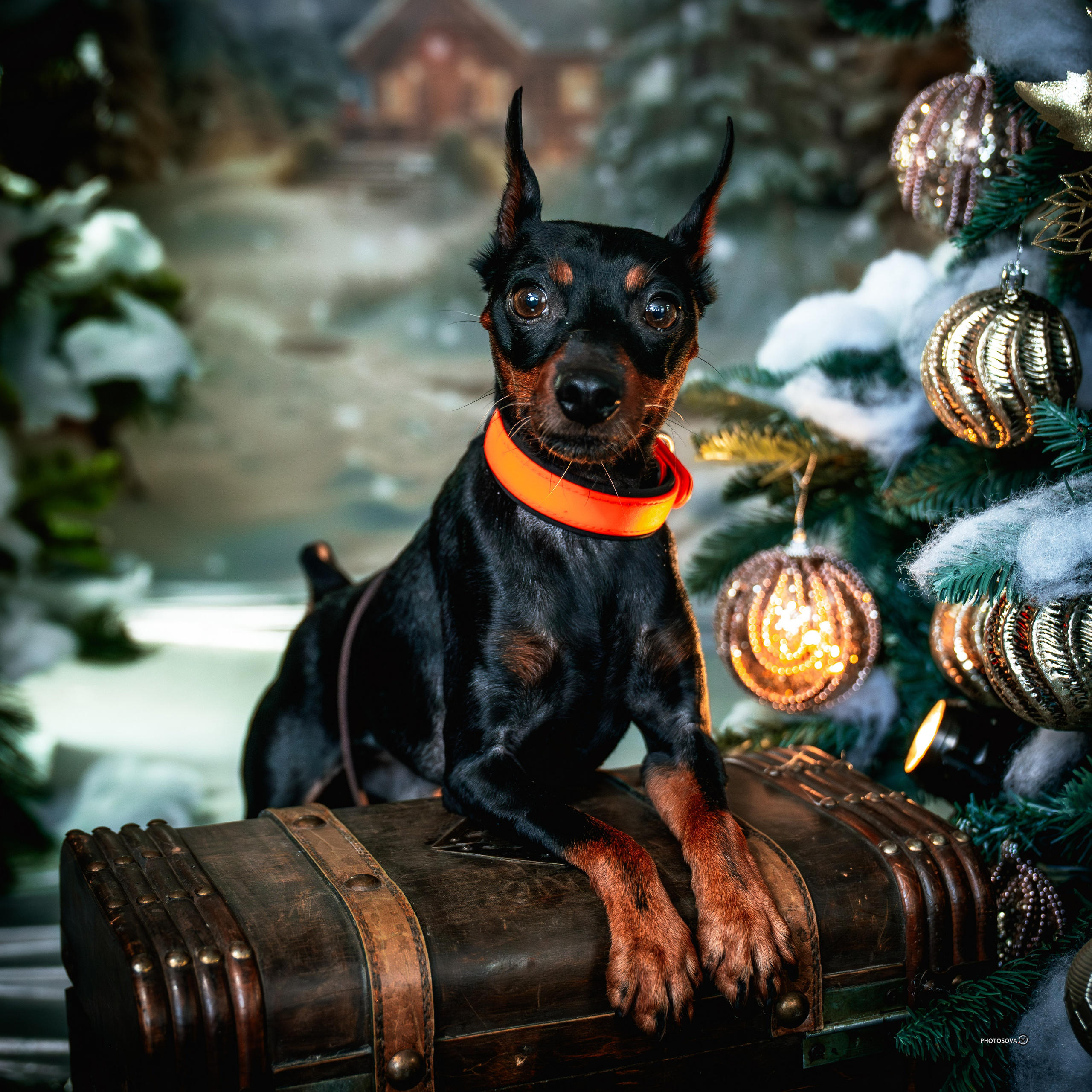 ФОТОПАМЯТЬ ВАШИХ ЭМОЦИЙ. Фотограф-анималист, семейный фотограф в Москве и Подмосковье. Фотосъёмка кинологических дисциплин