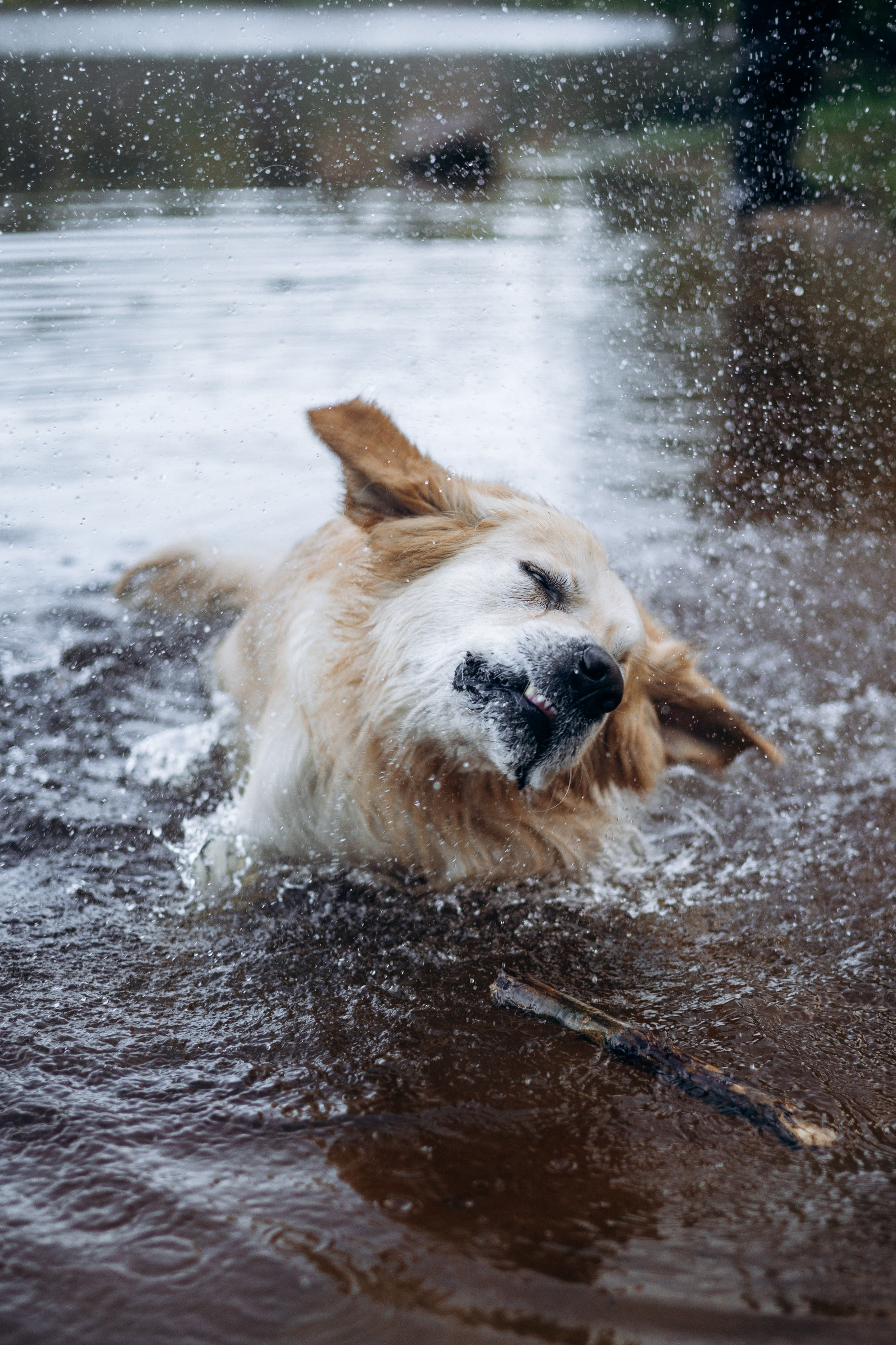 Лёва и его семья. Фотограф — Анималист | Санкт-Петербург