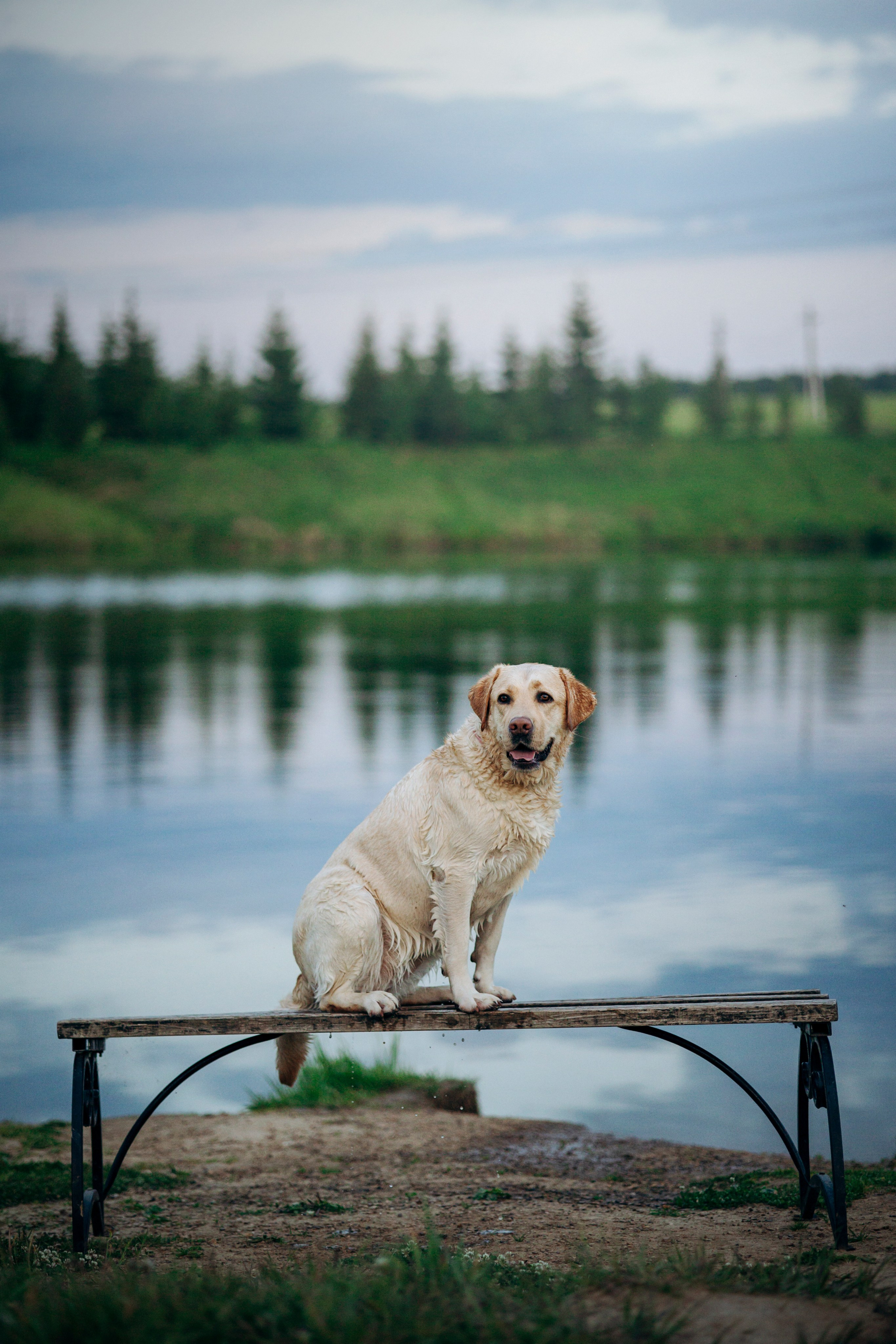 Шани и ее семья. Фотограф — Анималист | Санкт-Петербург