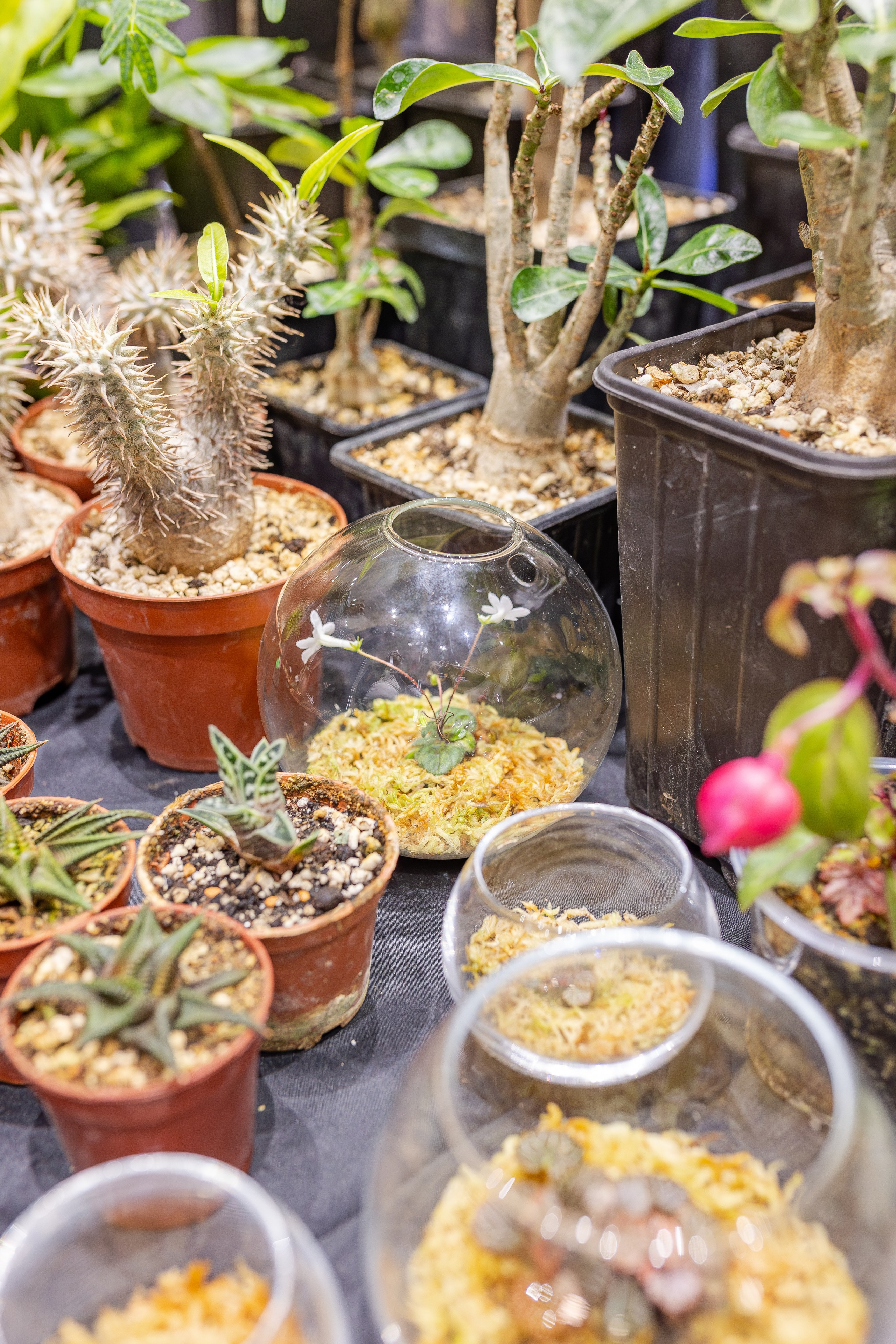 Монстериум апрель 2026. Александра Куликова фотограф, Москва