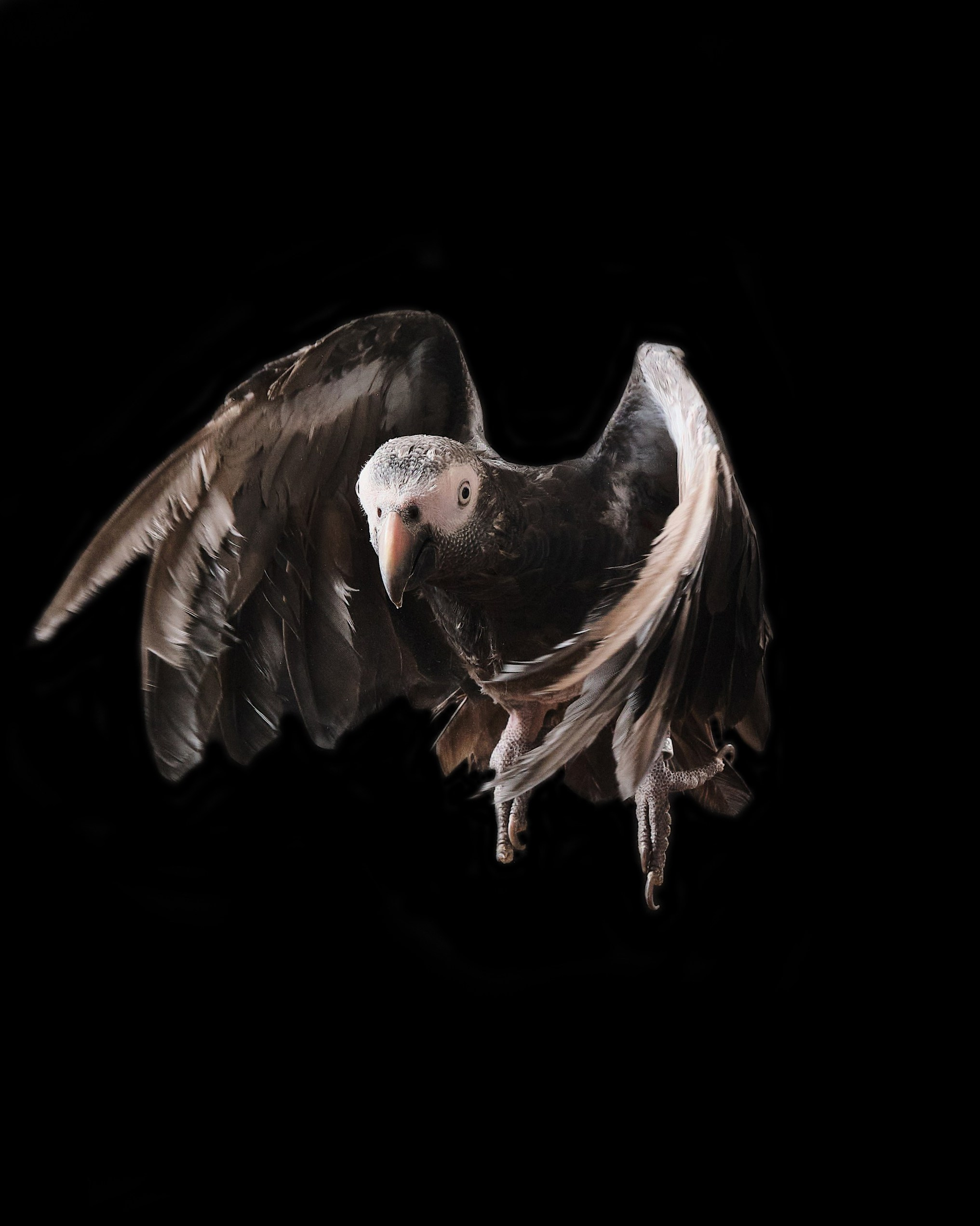 Фото с животными. Фотограф в Москве — Галунина Кристина