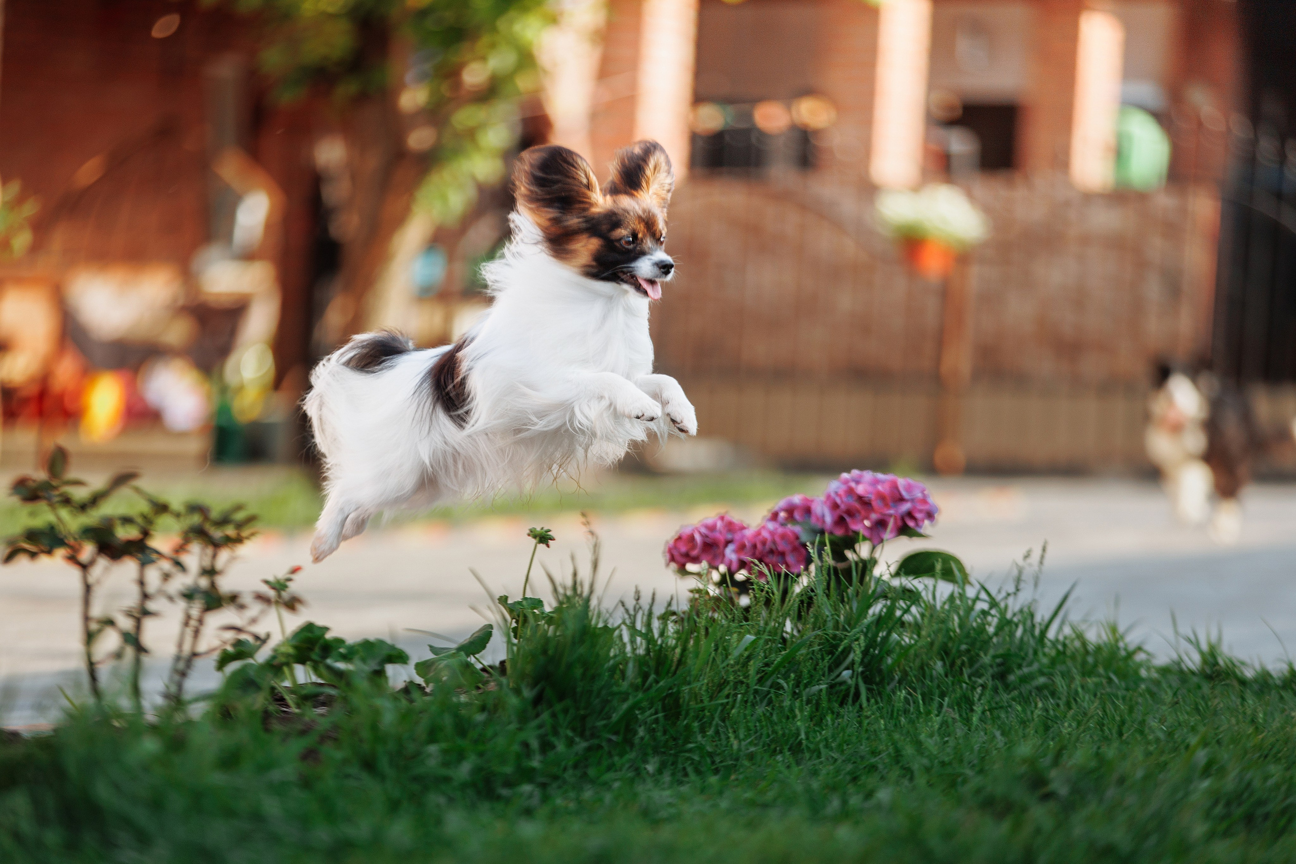 Пушистое. О нас