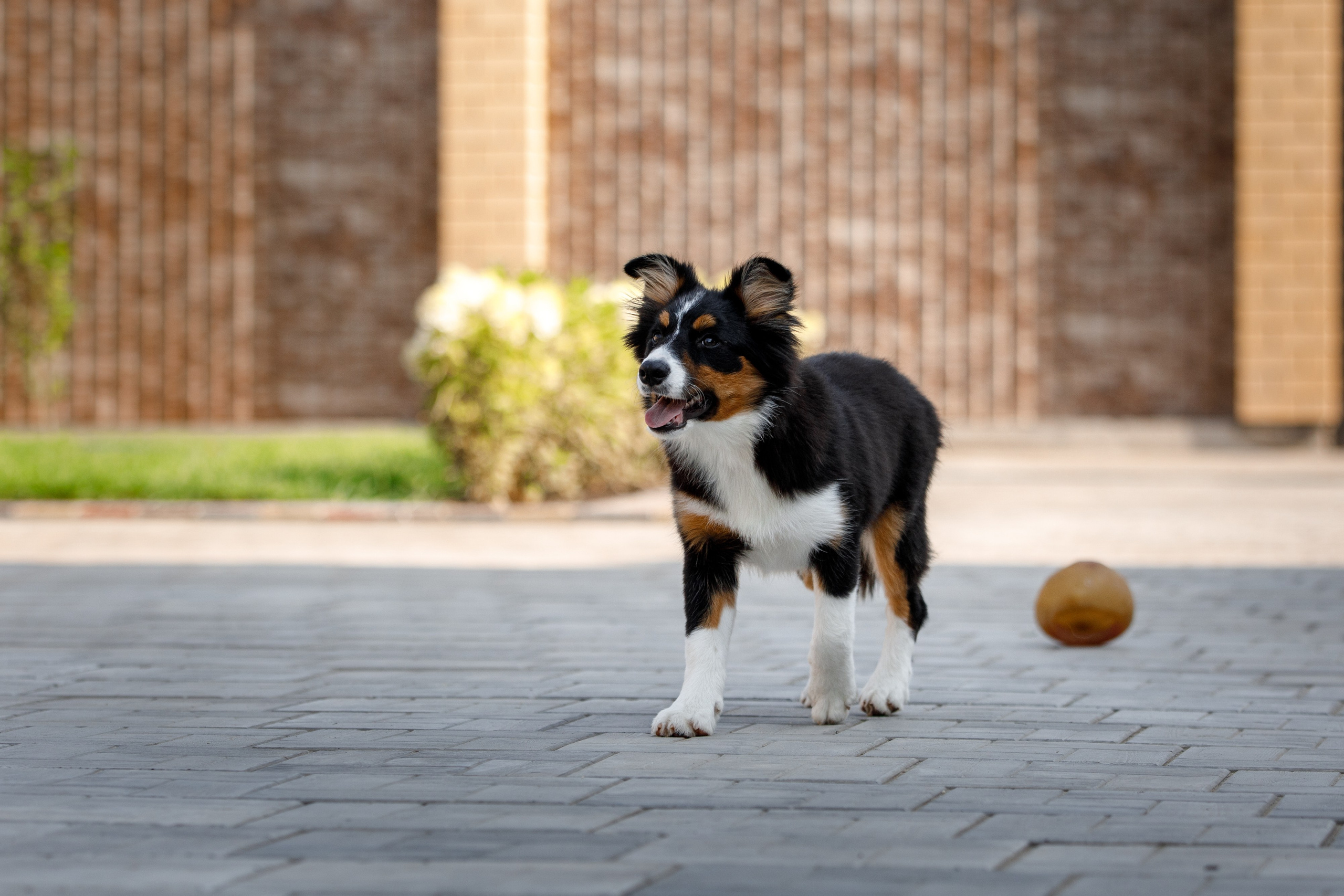 Смешарики. О нас