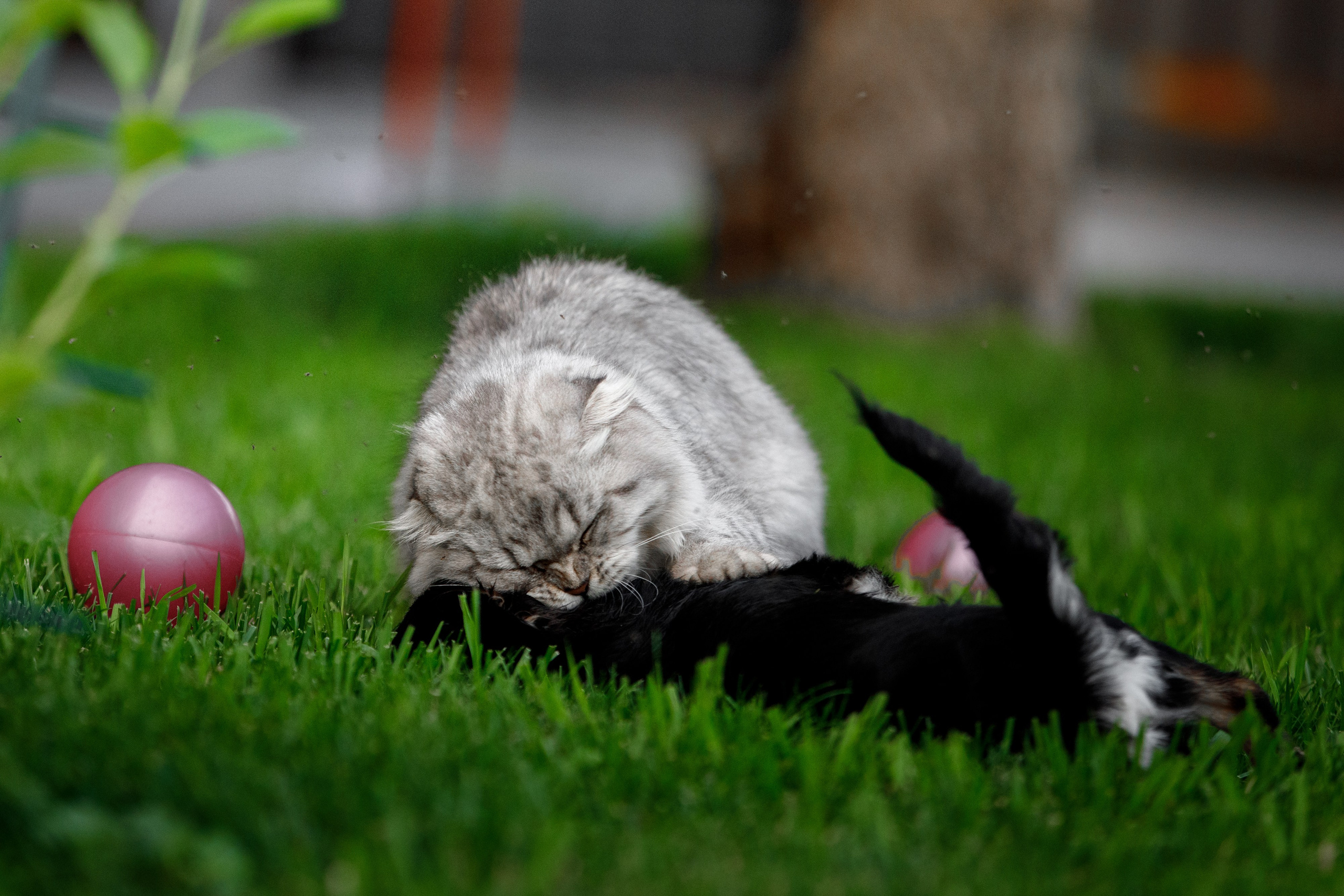 Болтовня в саду. О нас