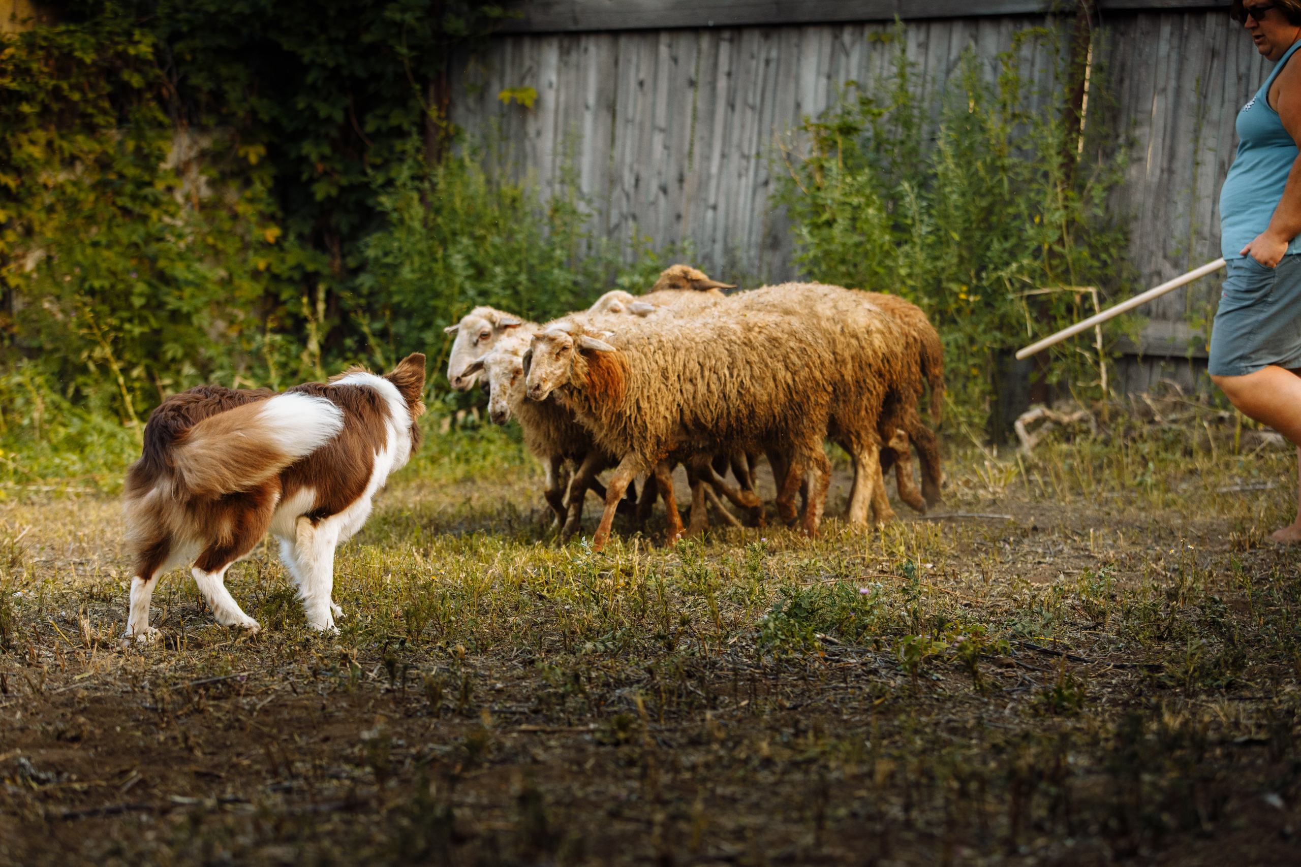 Овечий день. О нас