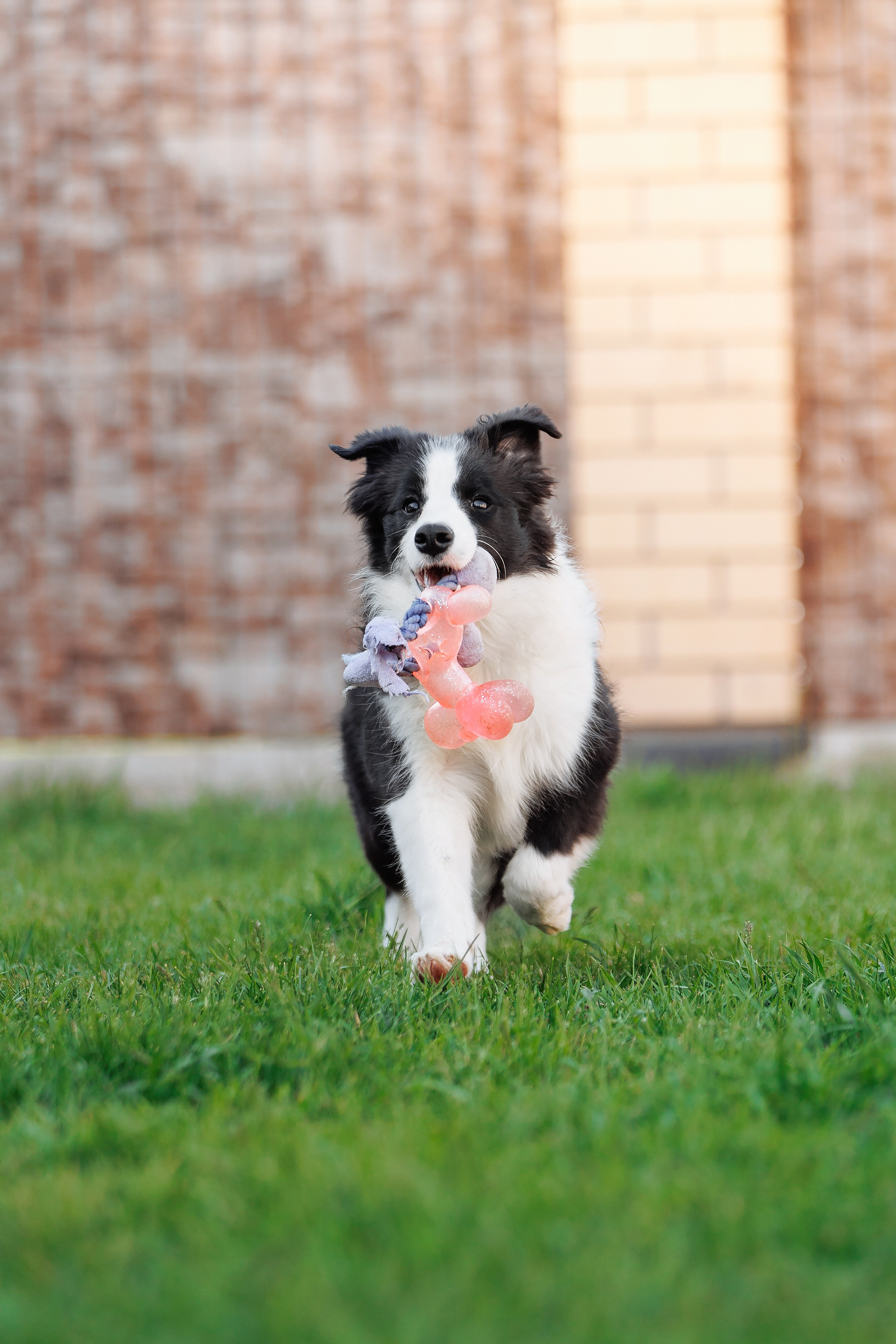 Пушистое. О нас