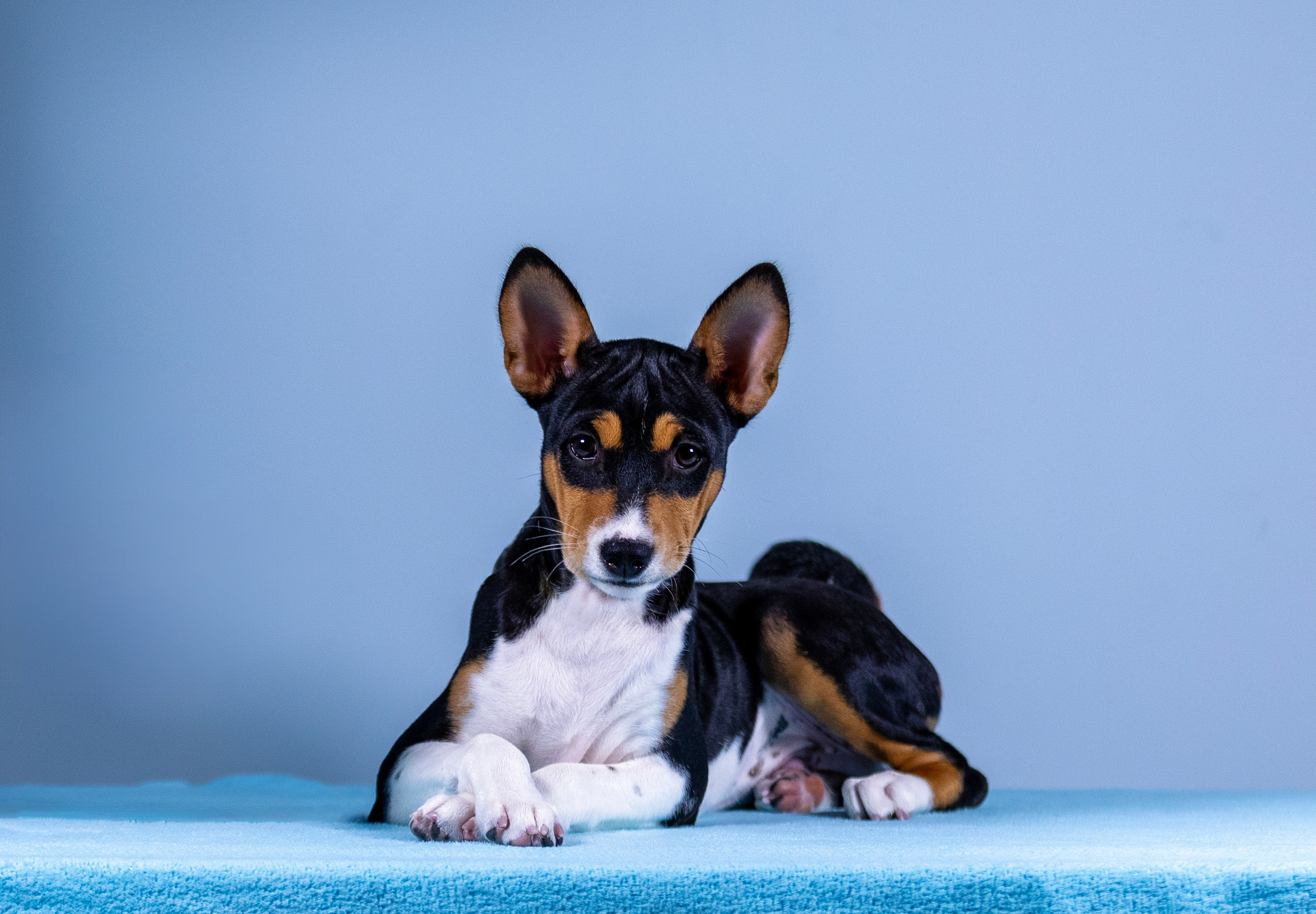 Басенджи. Фотограф — анималист Татьяна Ли