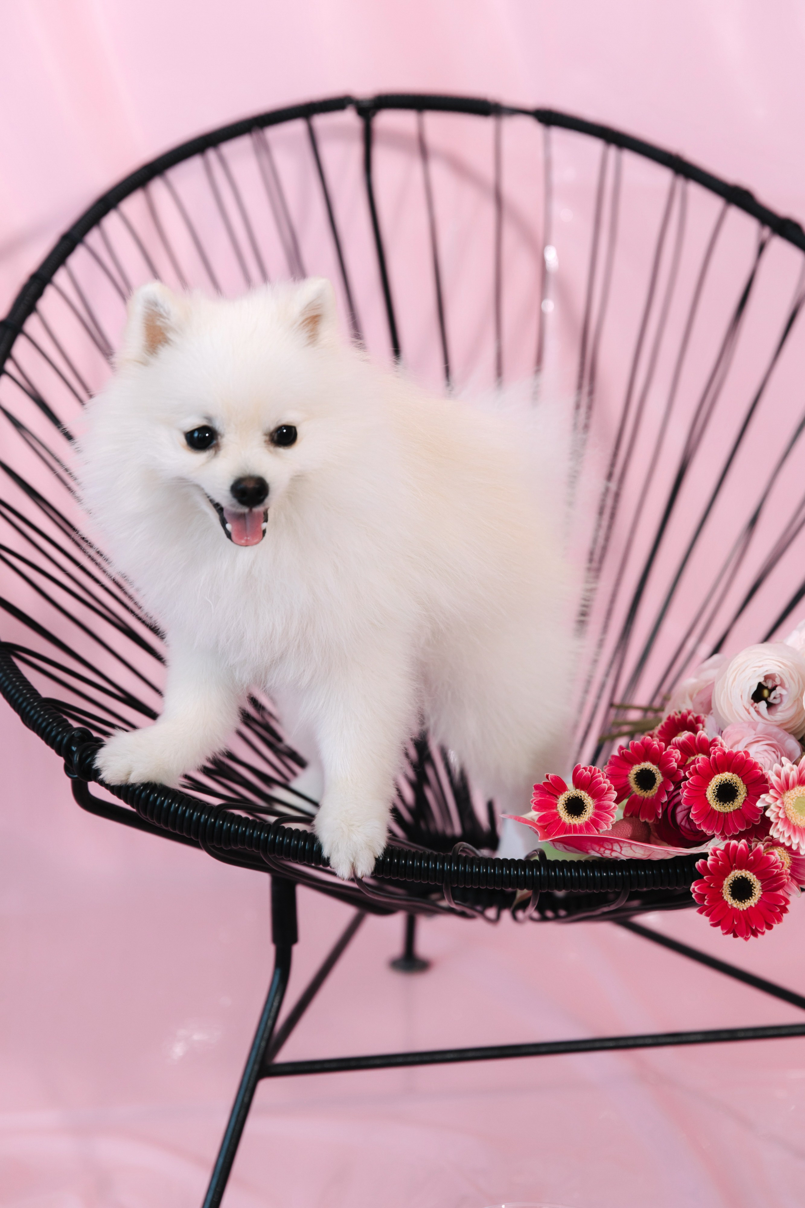 PINK. Свадебный фотограф в Москве и Краснодаре Анастасия Прудко