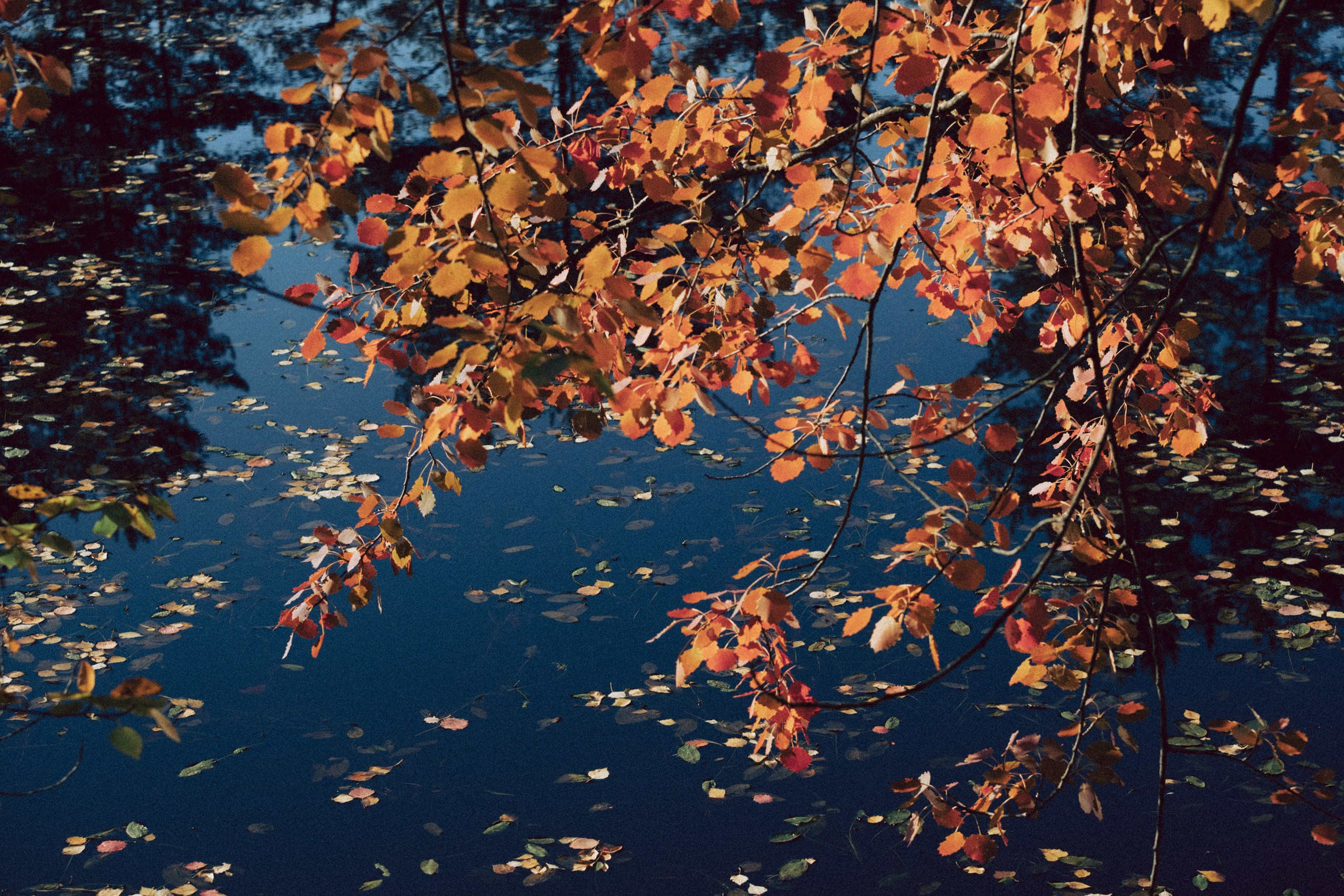 Осеняя прогулка. Профессиональный фотограф, Санкт-Петербург — Виктория Богомолова