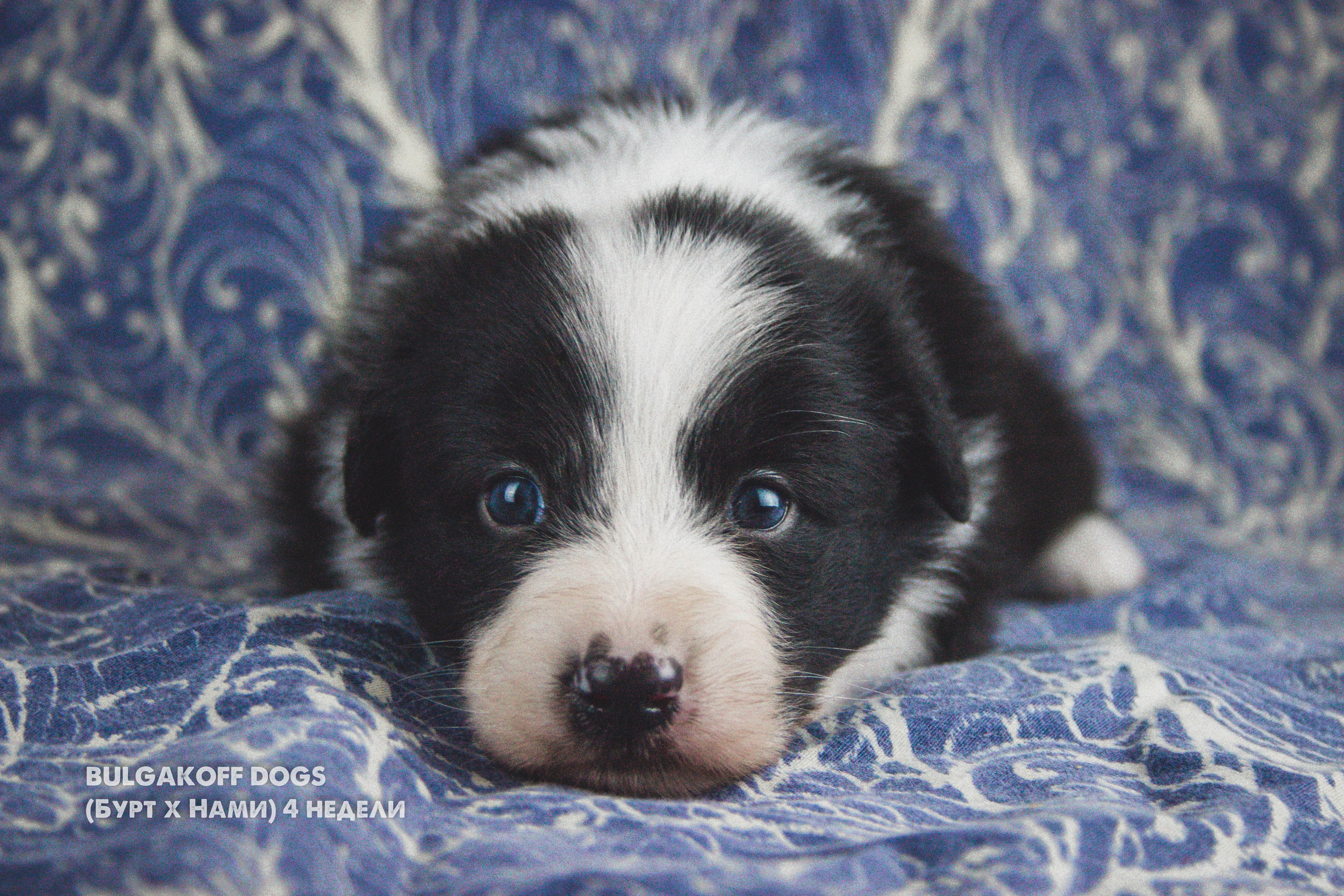 Кубрау. BLGKV питомник собак