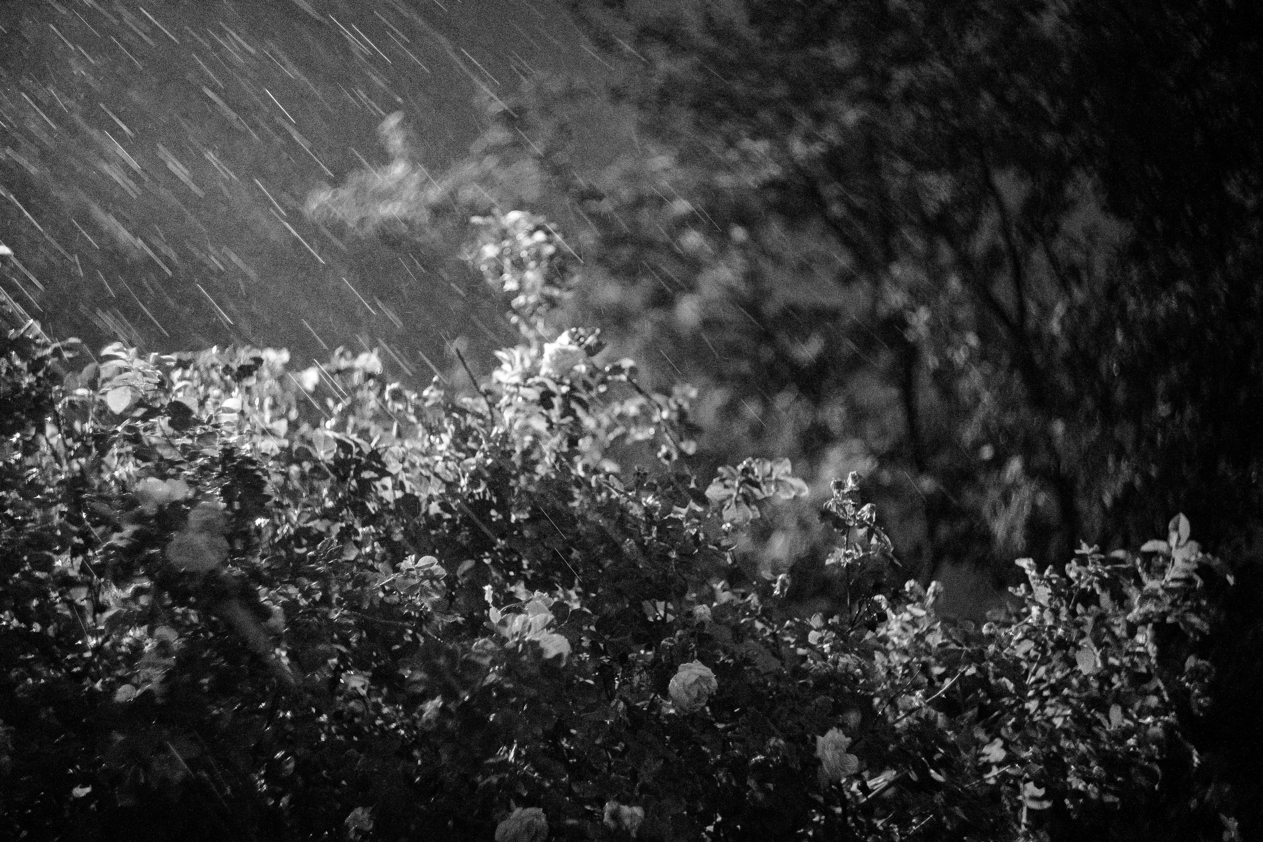 Ч.б. фотографии. Фотографии Лены Соколовой