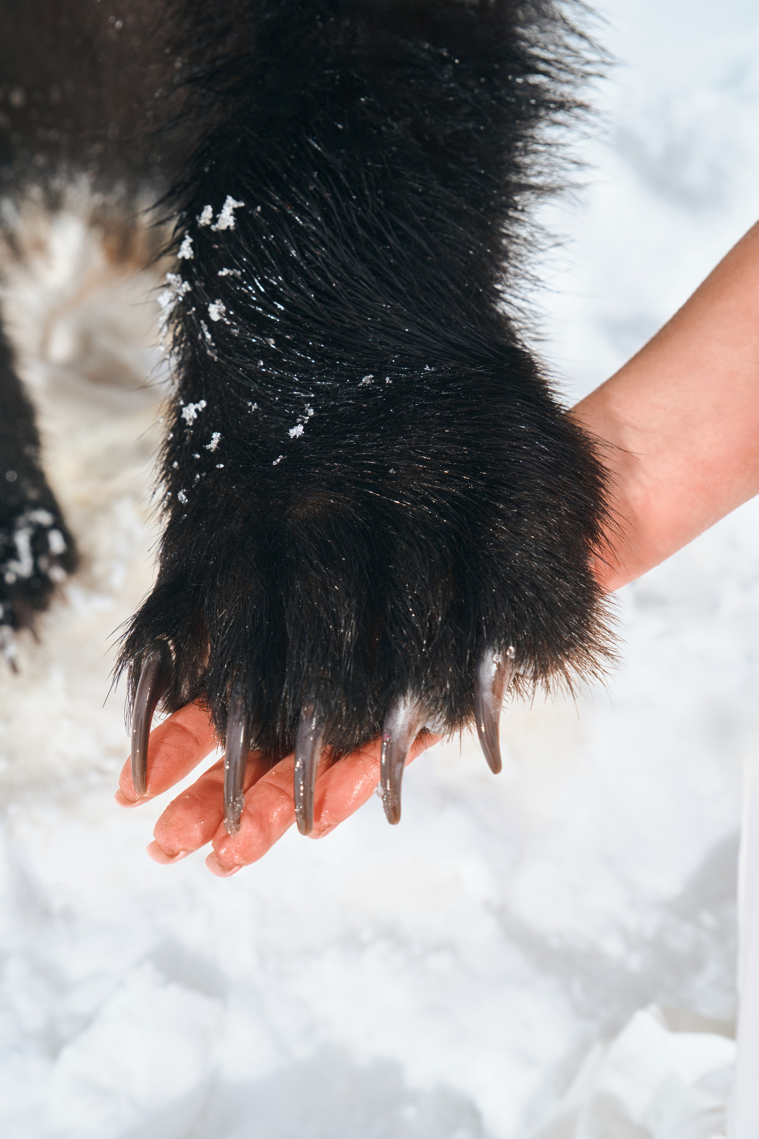 Фото с животными альбом. Фотограф в Москве — Галунина Кристина