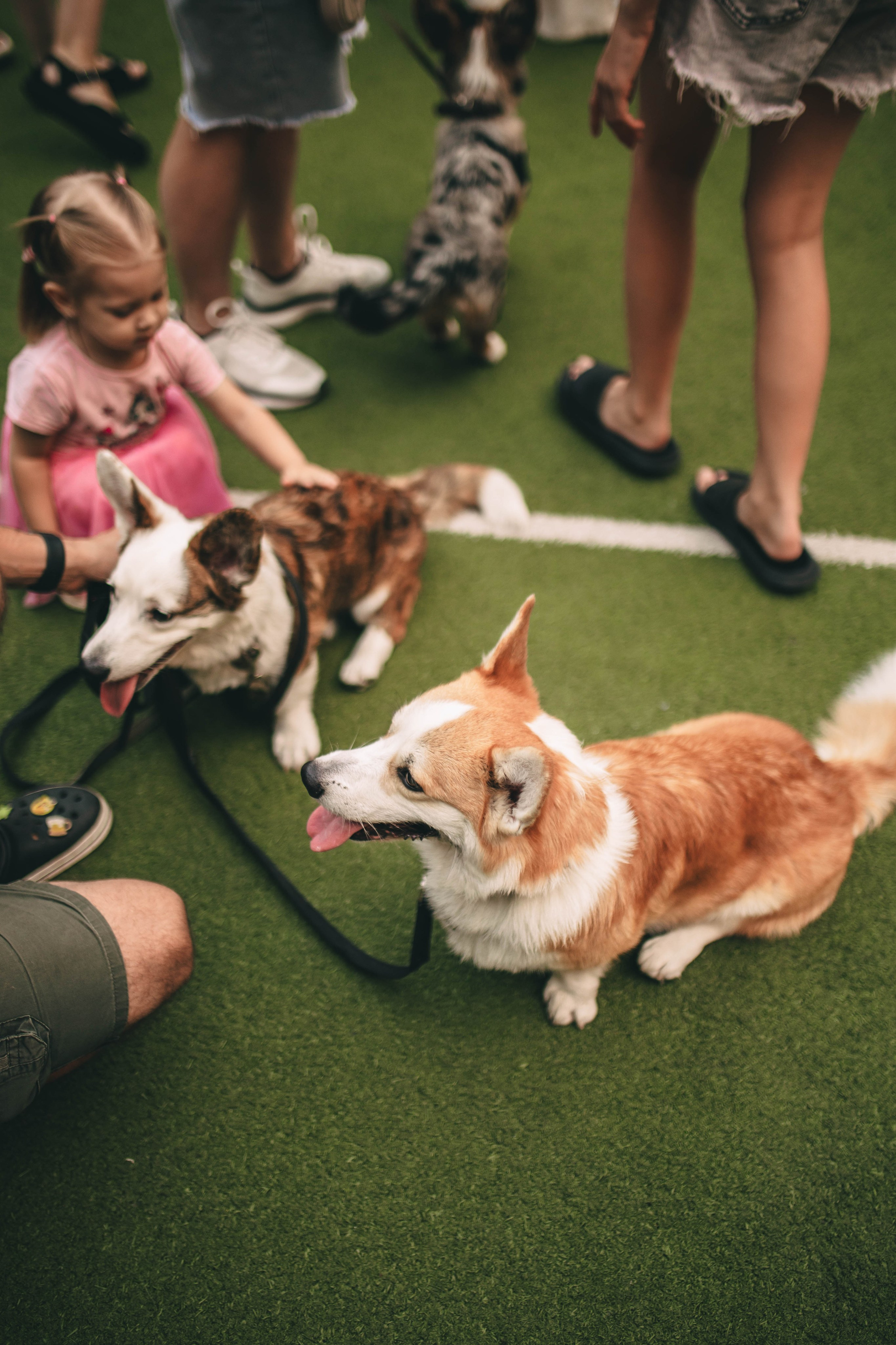Pet-Party + Live-music |Парк Культуры. Фотограф в Ставрополе Алина Клочкова