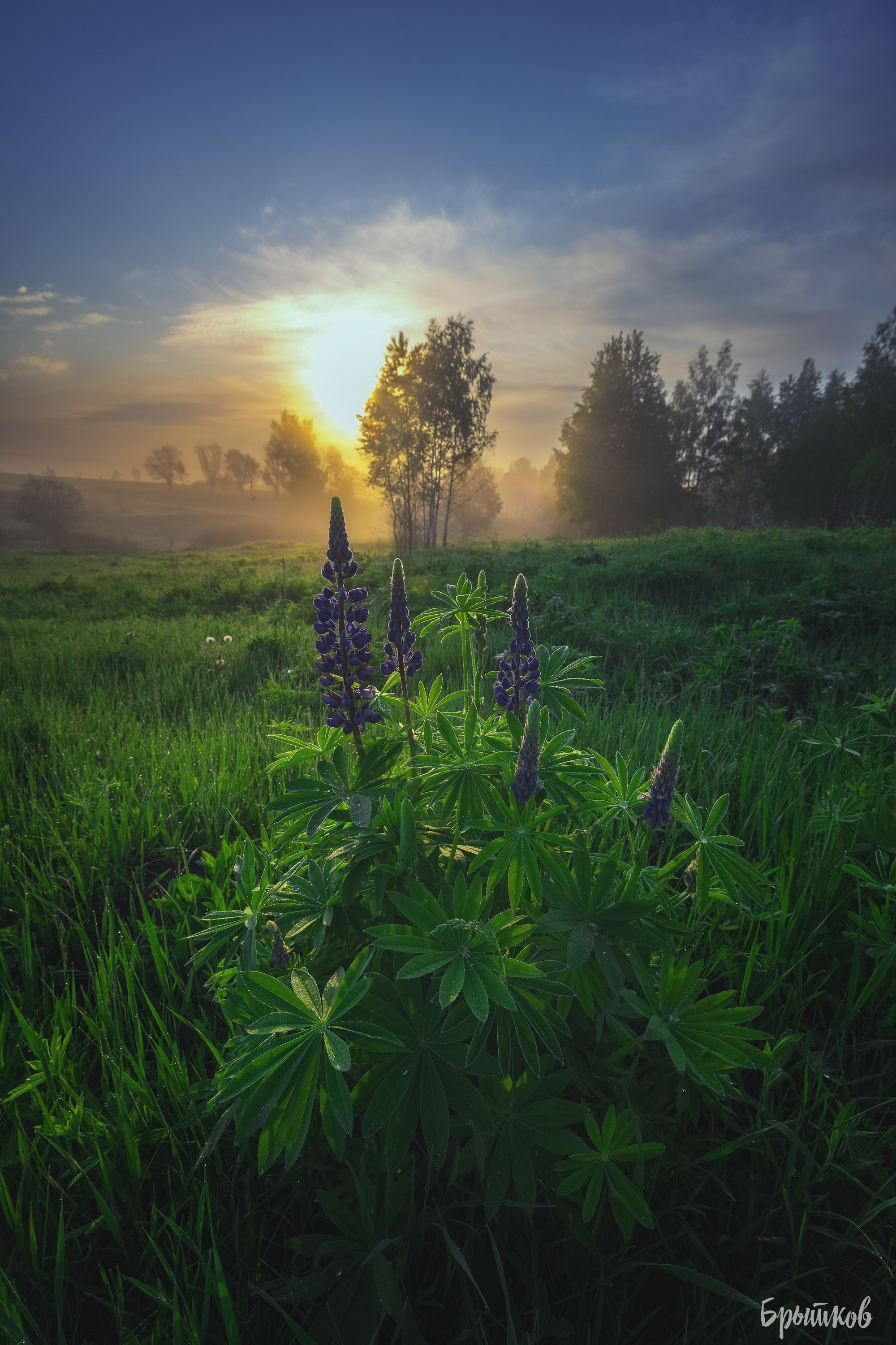 люпины Тульская область