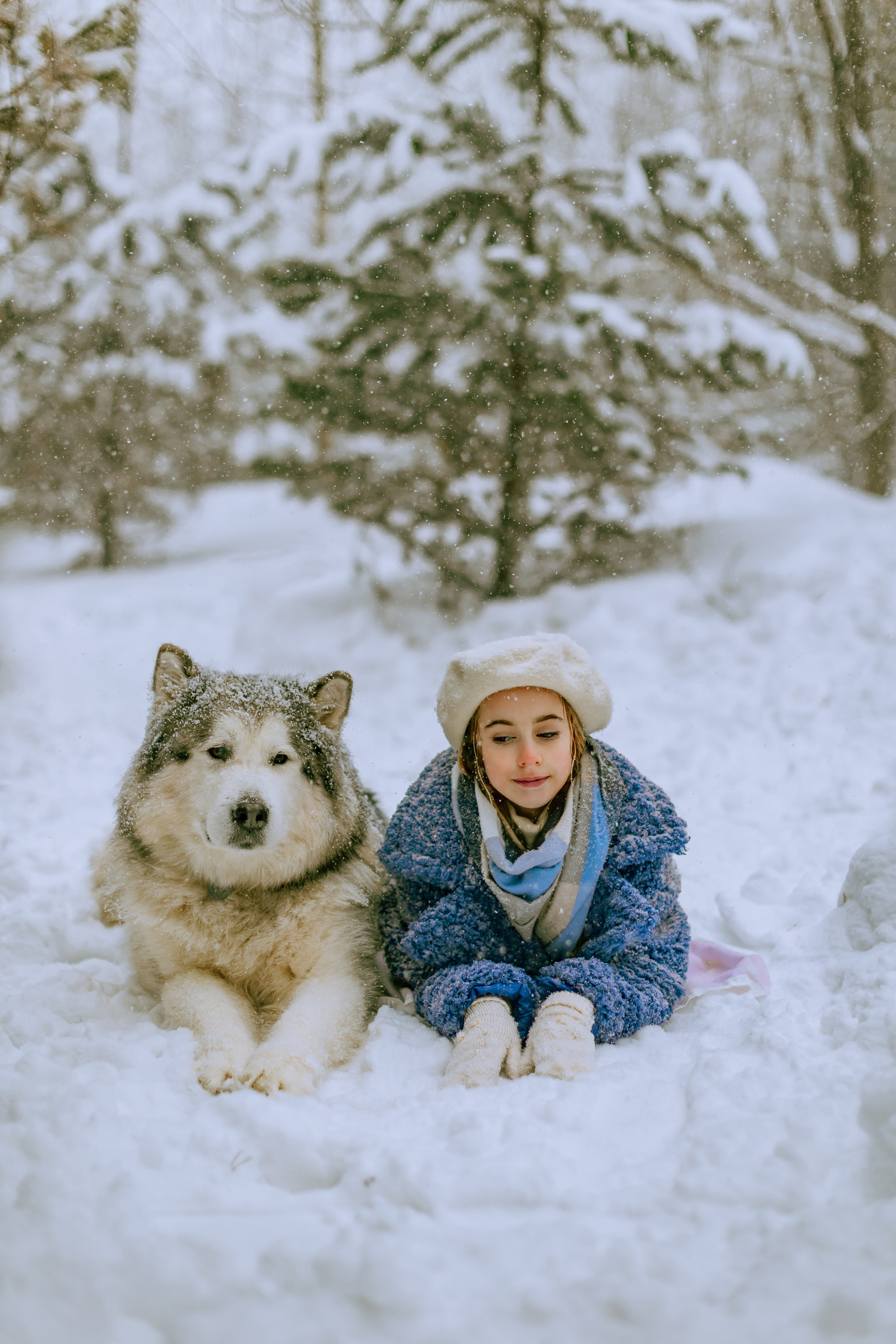 София и аляскинский маламут. Фото и видео Москва, Московский. Свадебный фотограф, видеограф, фотосессии, видеосъемка