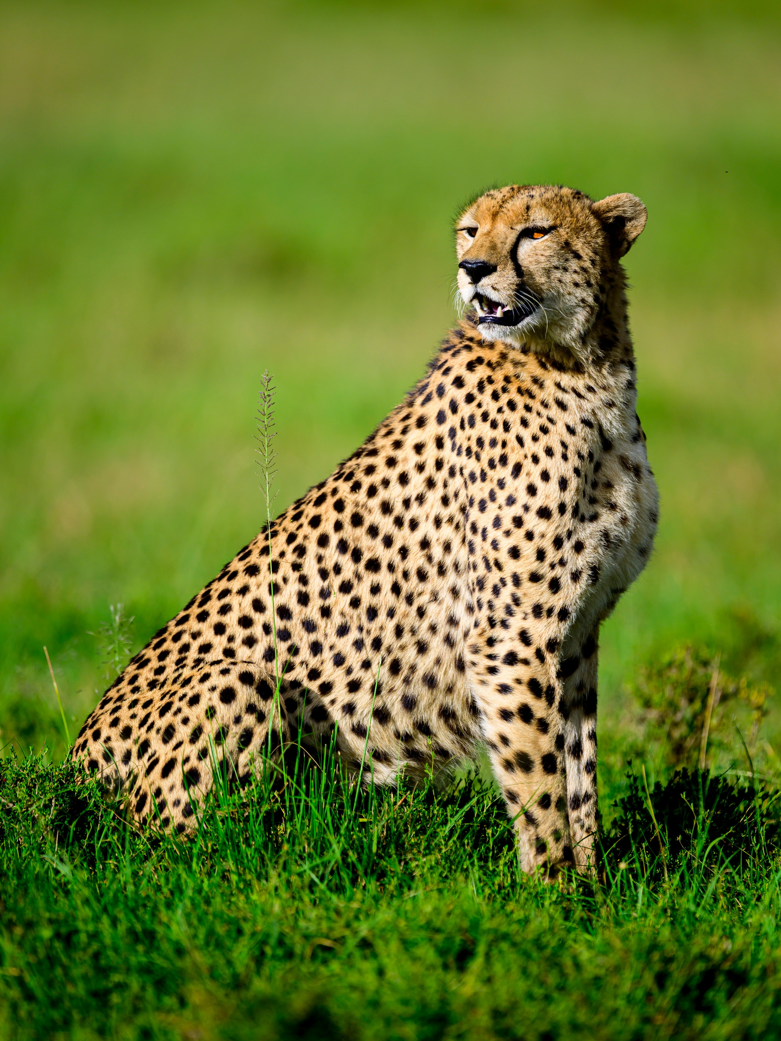 Кения. Wildlife photography by Sergey Puponin