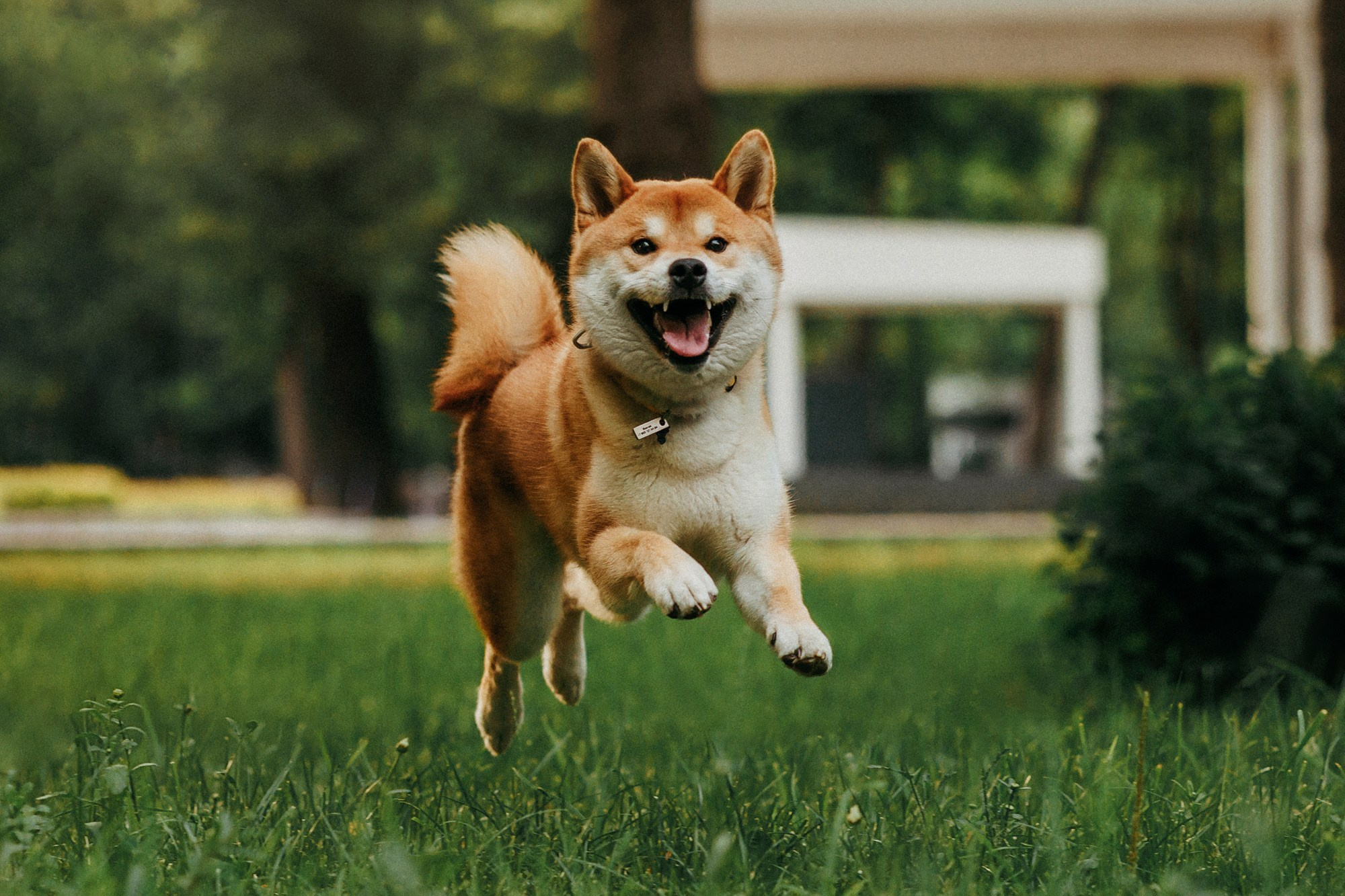 Аня, Влад и Ики. Фотограф-анималист Елена Радченко, Москва