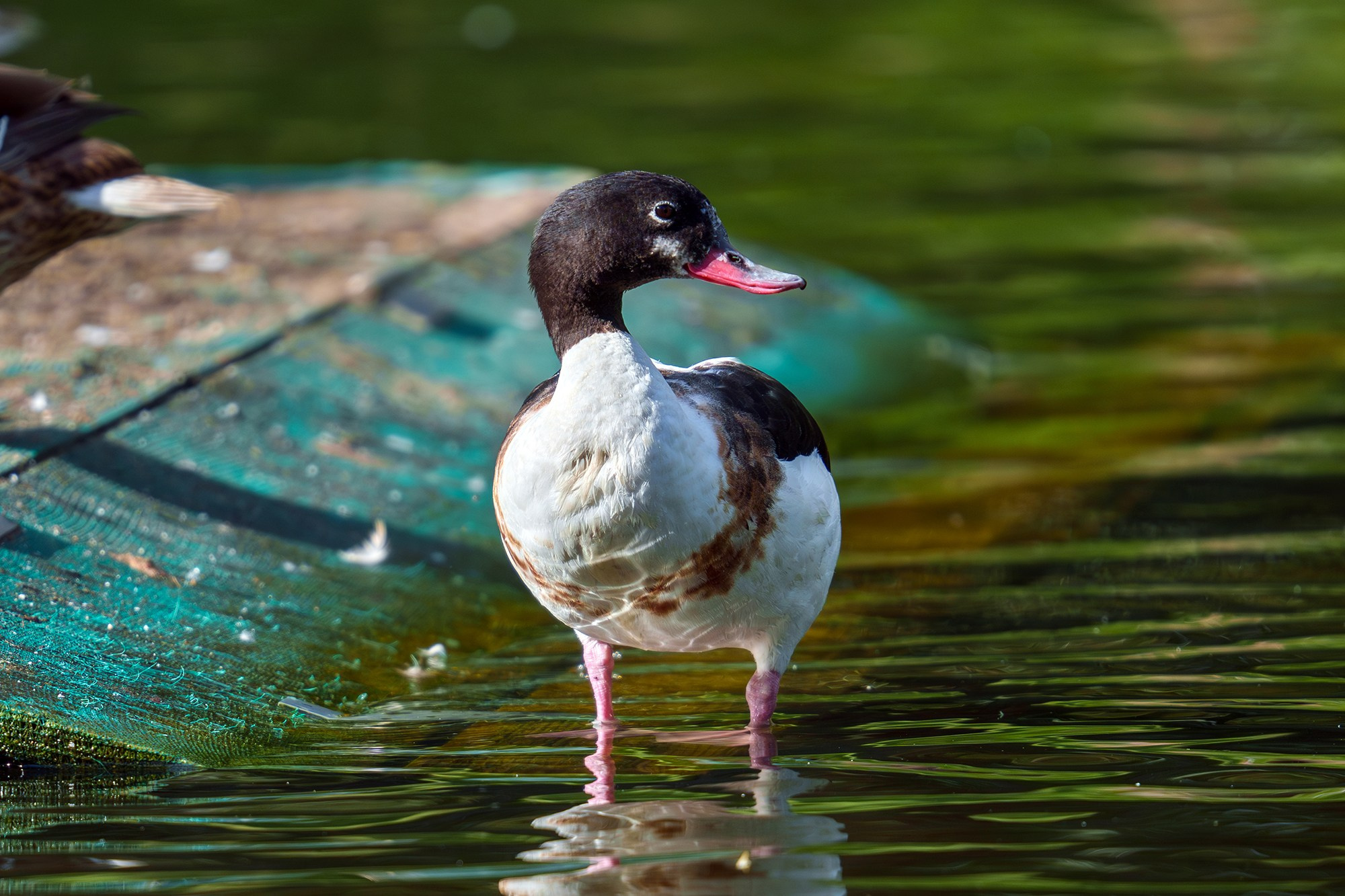 Удивительные мир птиц. Вокруг нас столько прекрасного — присмотритесь!. Ваш личный фотограф Марина Волкова