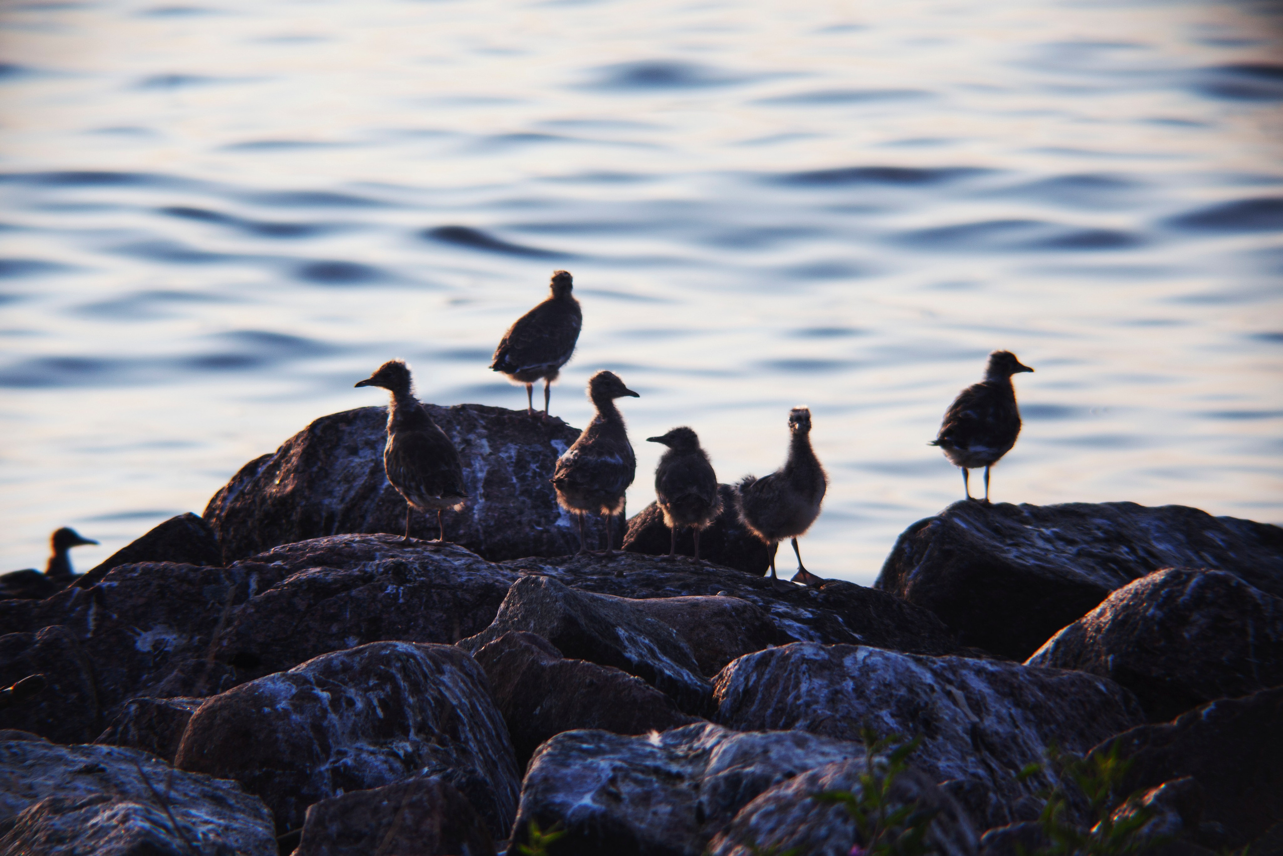 Птичий базар на заливе. Фотограф Адигамова Юлия в Петербурге