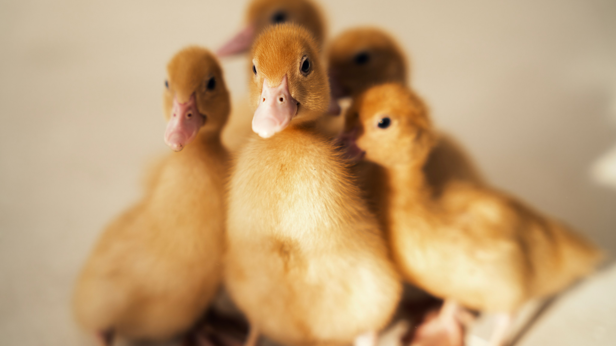 Немного Утят. Главная