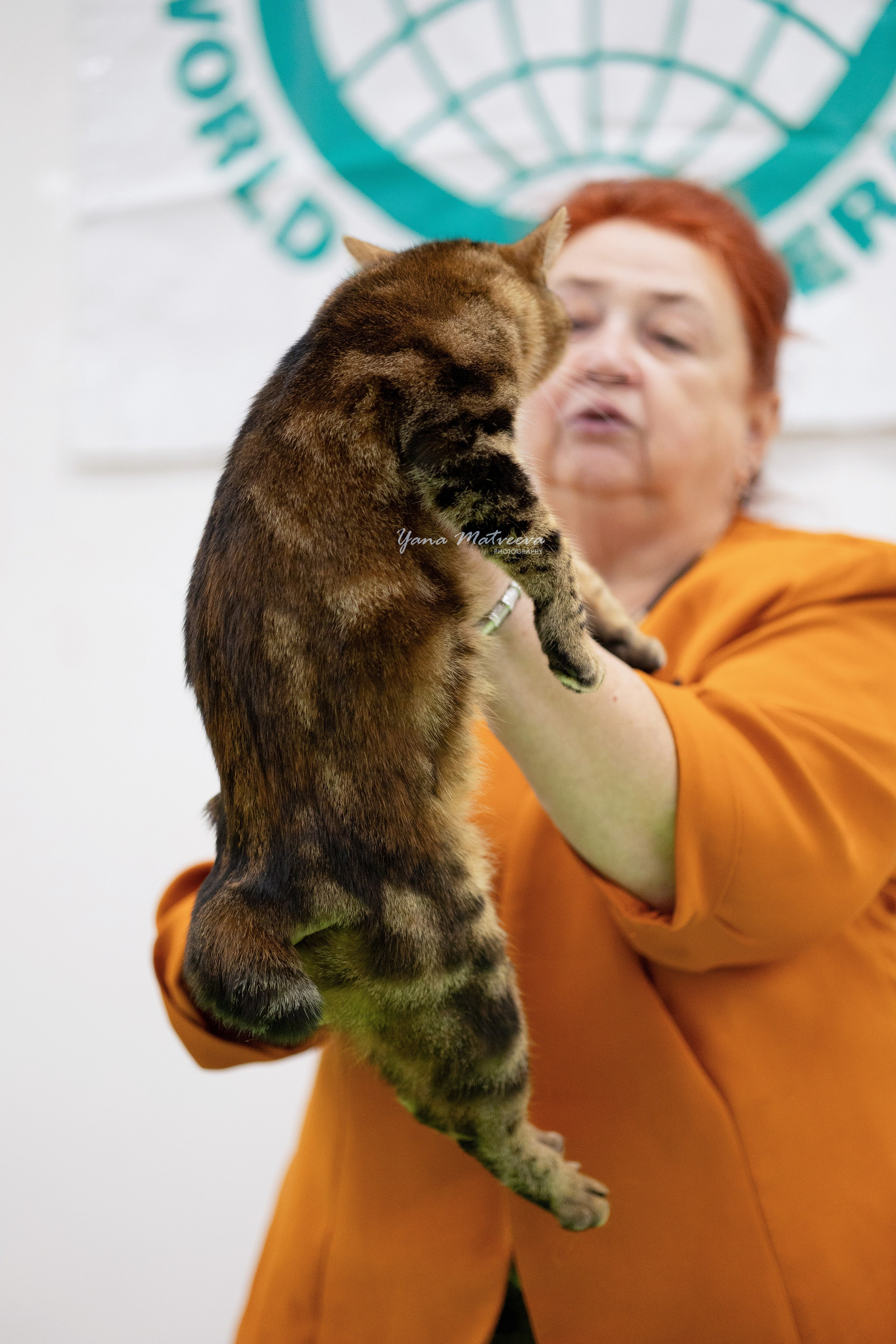 Кошки. Фотограф Яна Матвеева в Ижевске