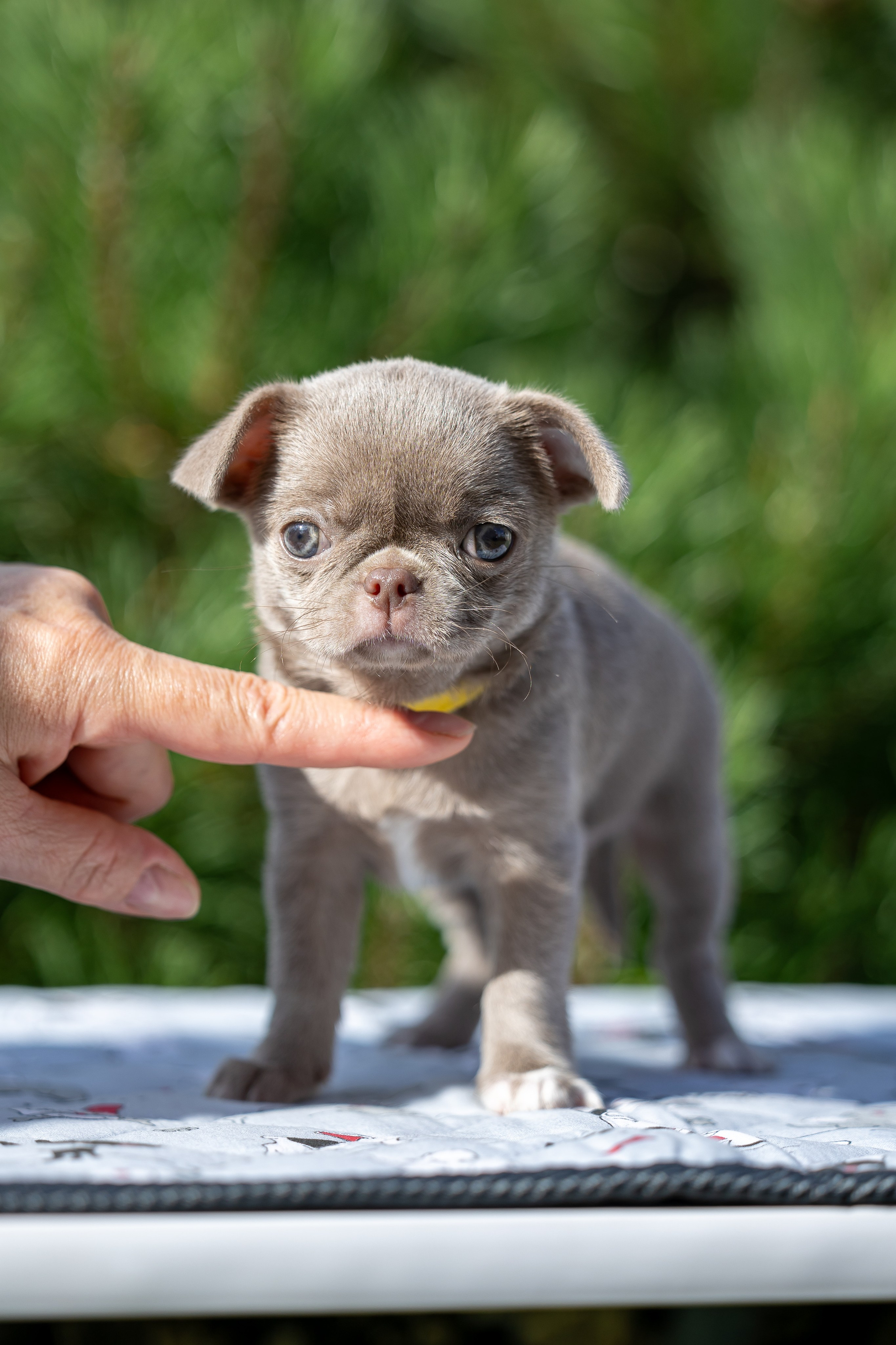 Щенки. Фотограф Яна Матвеева в Ижевске