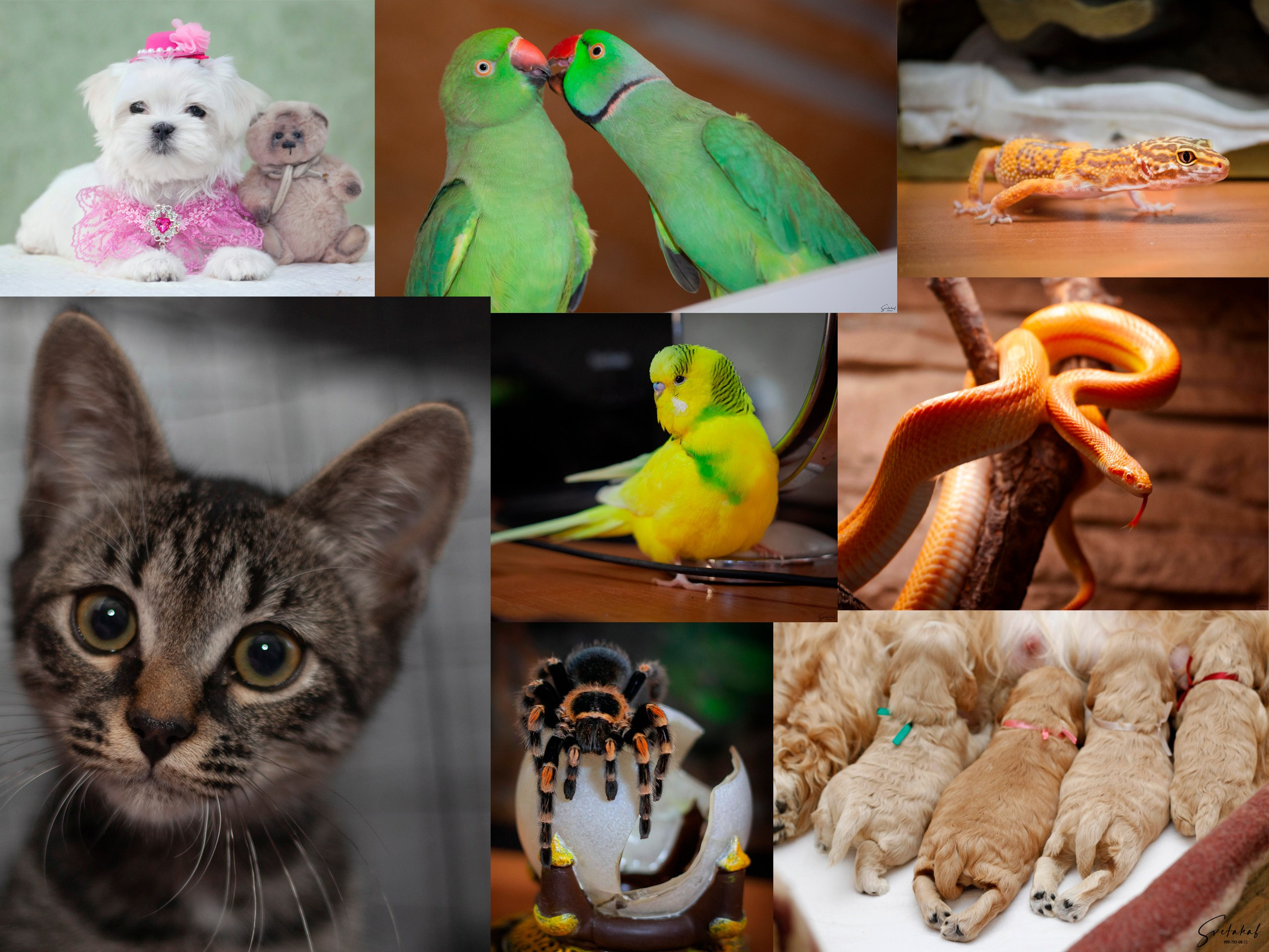 Портфолио. Slavilada-Лапки. Свет. Любовь… Профессиональная фотосессия питомцев Для памяти, пристройства и продажи. Хабаровск