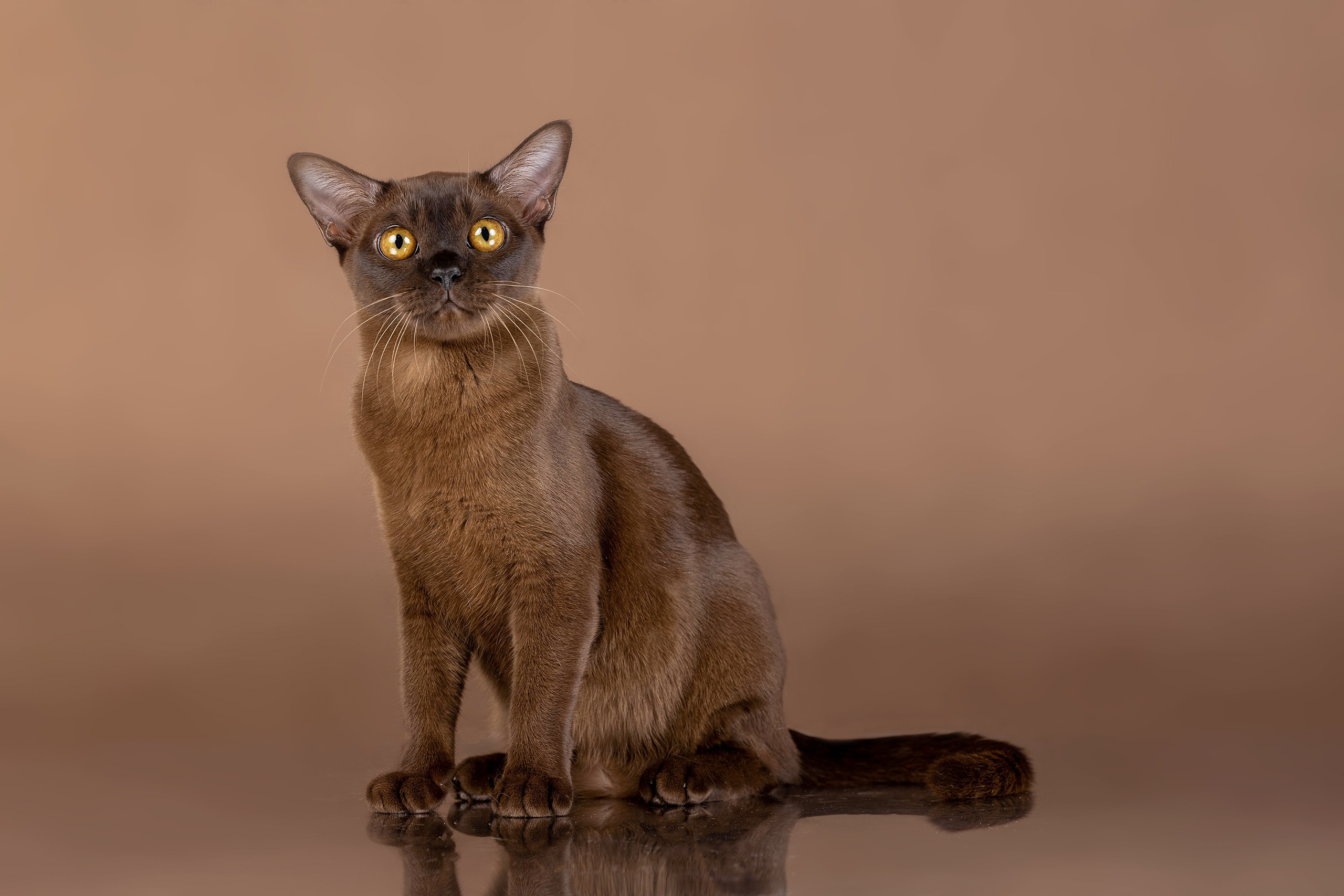 Стендовая съёмка на выставках кошек. Фотограф-анималист в Омске Екатерина Маричева