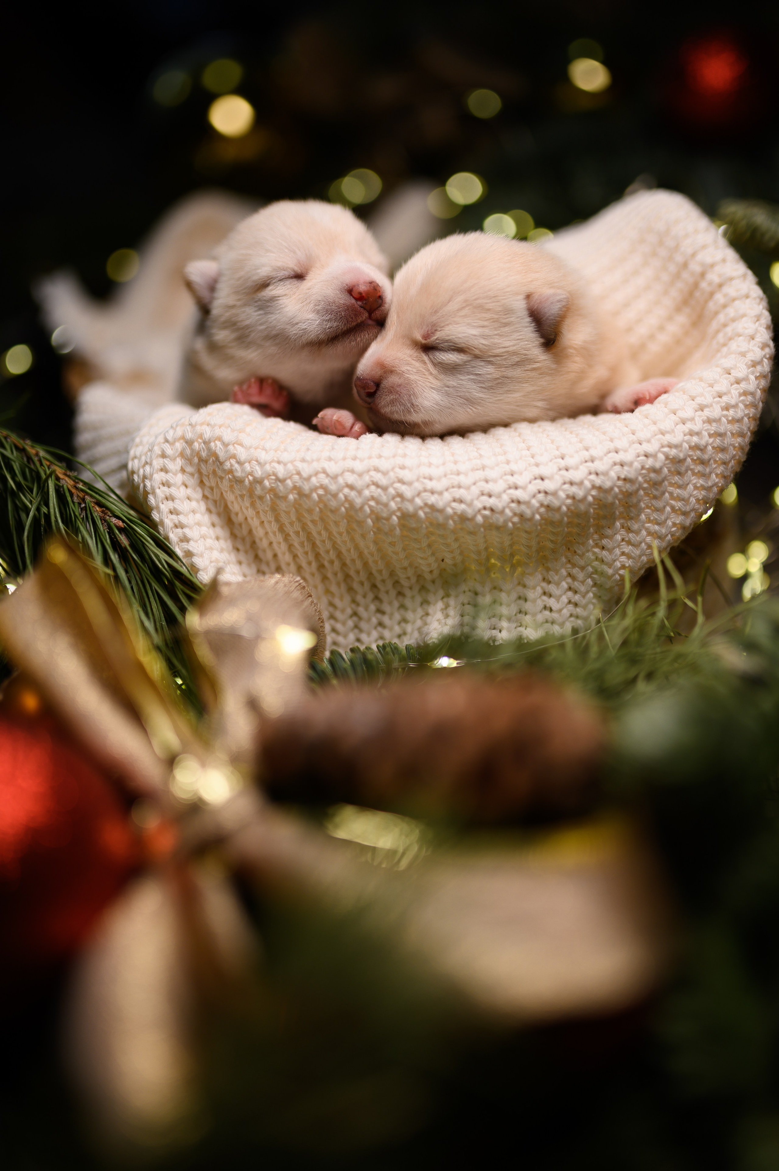 Мамесиба. Фотограф анималист в Москве Ольга Агушева