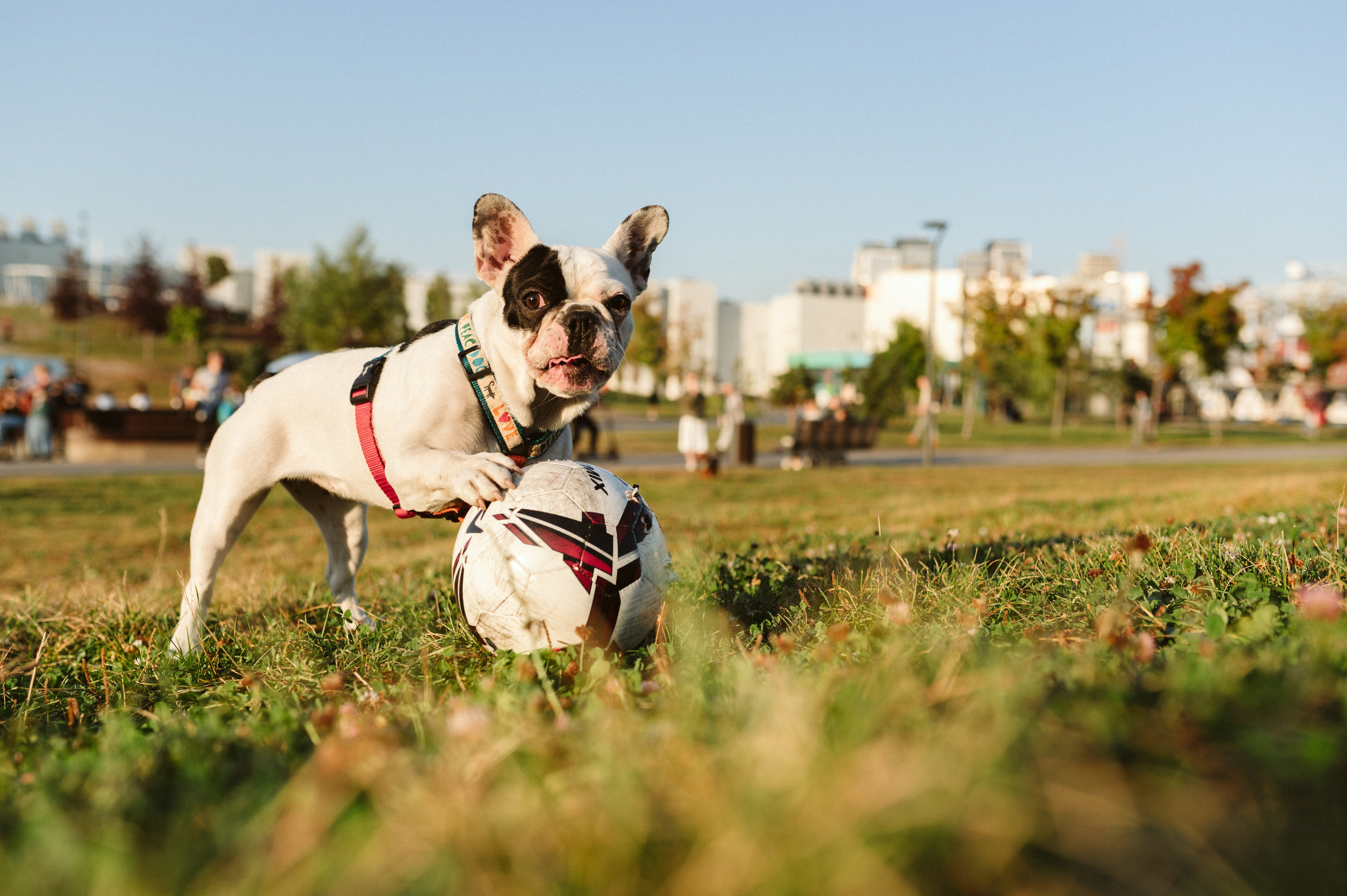 Инна и Белль. Фотограф анималист в Москве Ольга Агушева